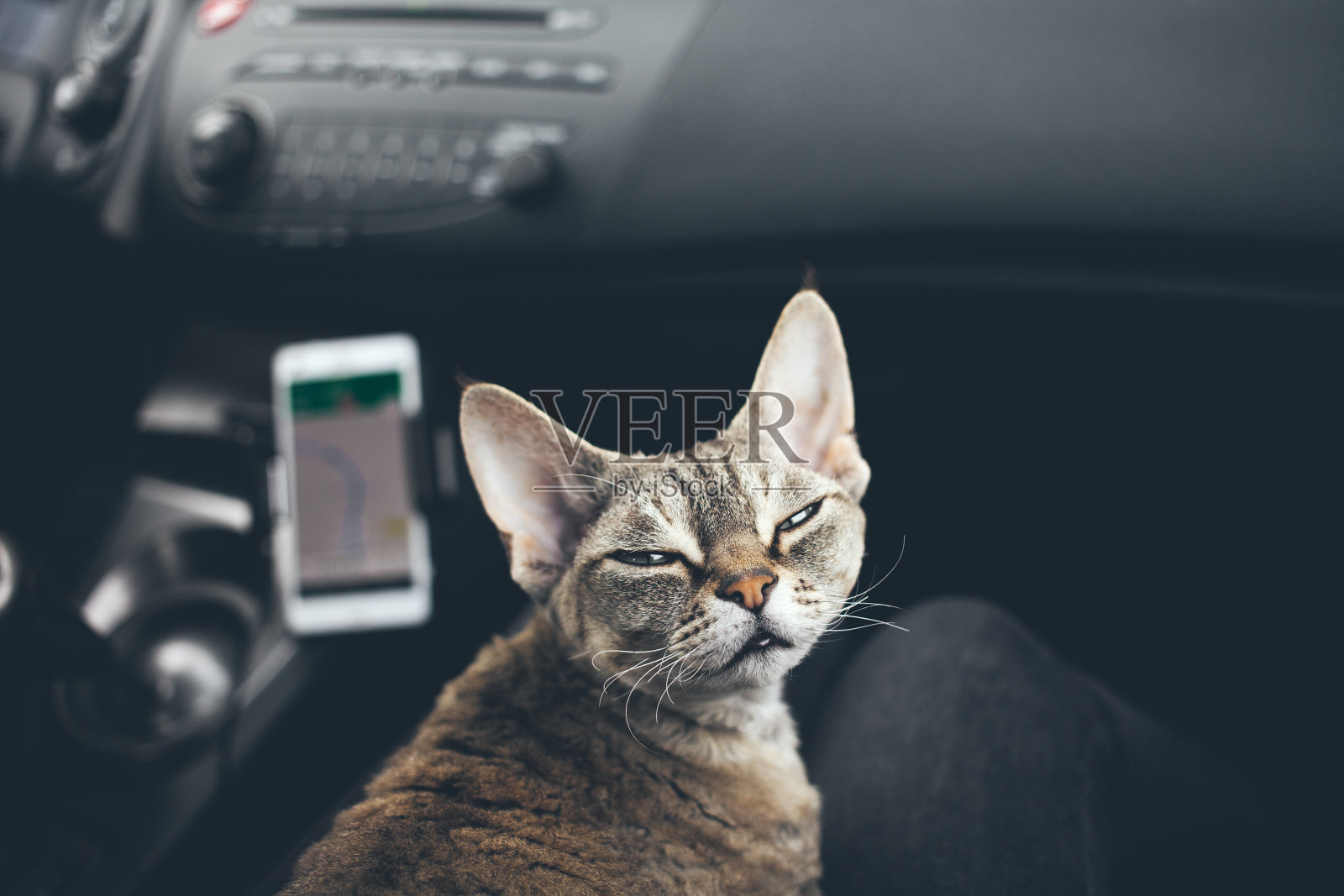 猫正在一辆汽车里旅行。有趣的面部表情照片摄影图片