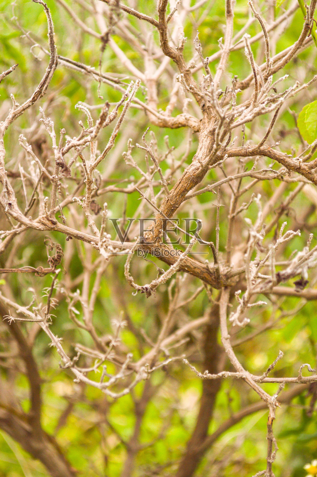 干罗勒树照片摄影图片