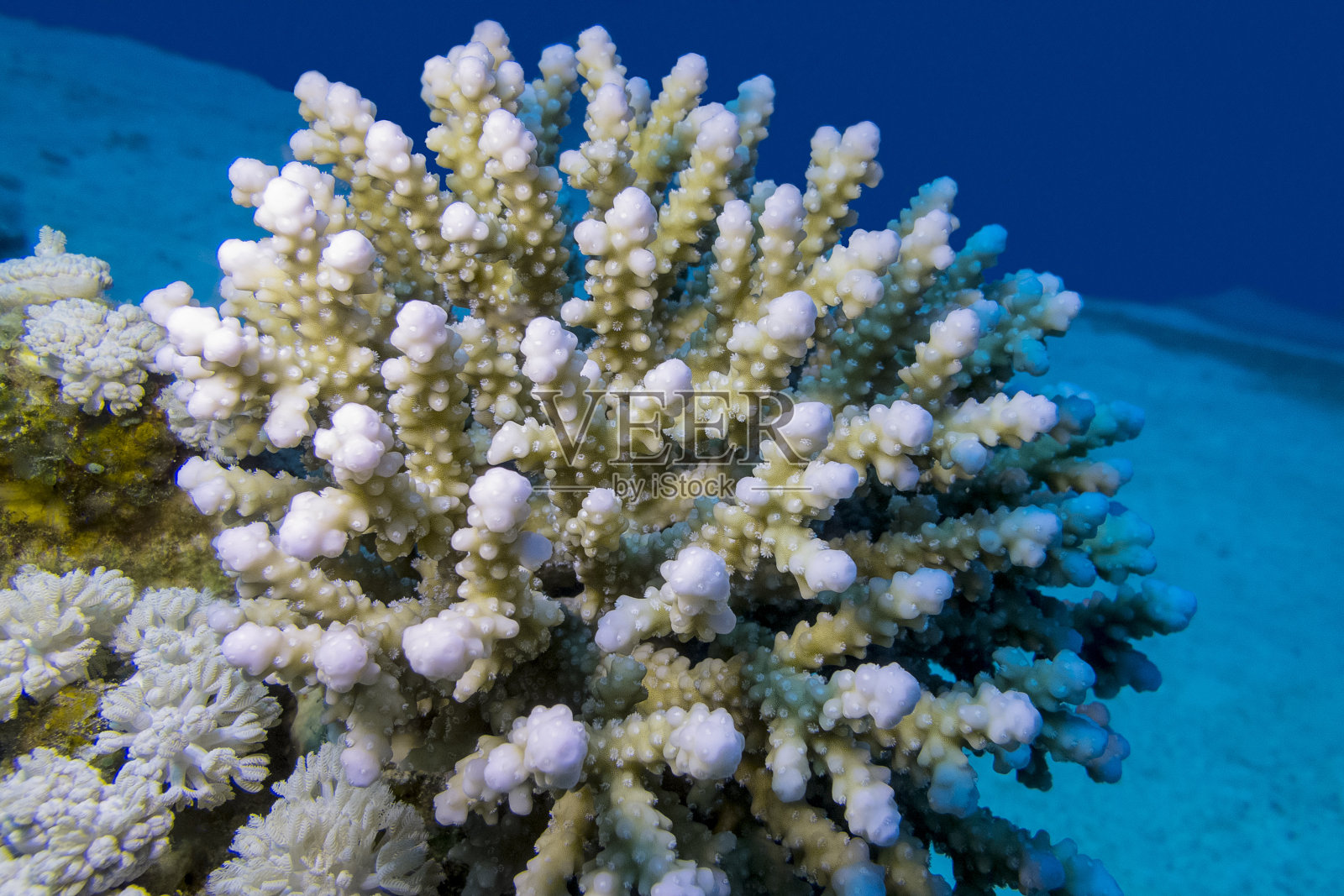 热带海洋水下的指状珊瑚礁照片摄影图片