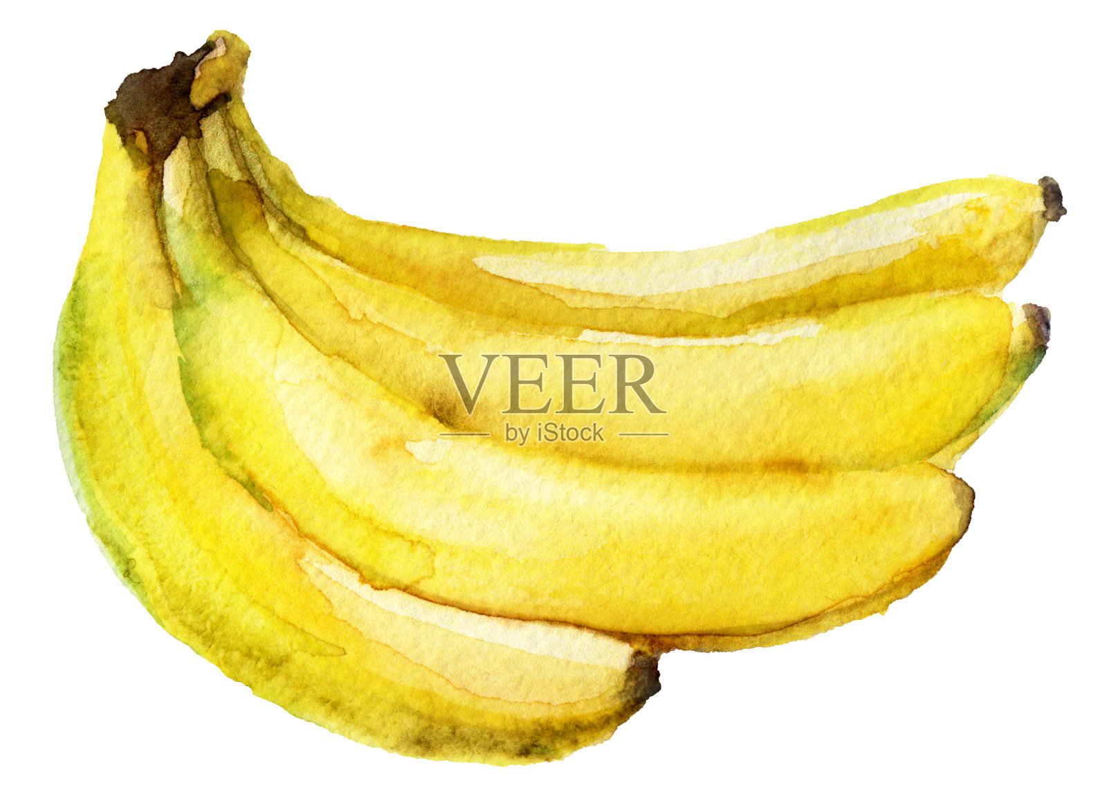 白色背景上的香蕉水彩画素描插画图片素材