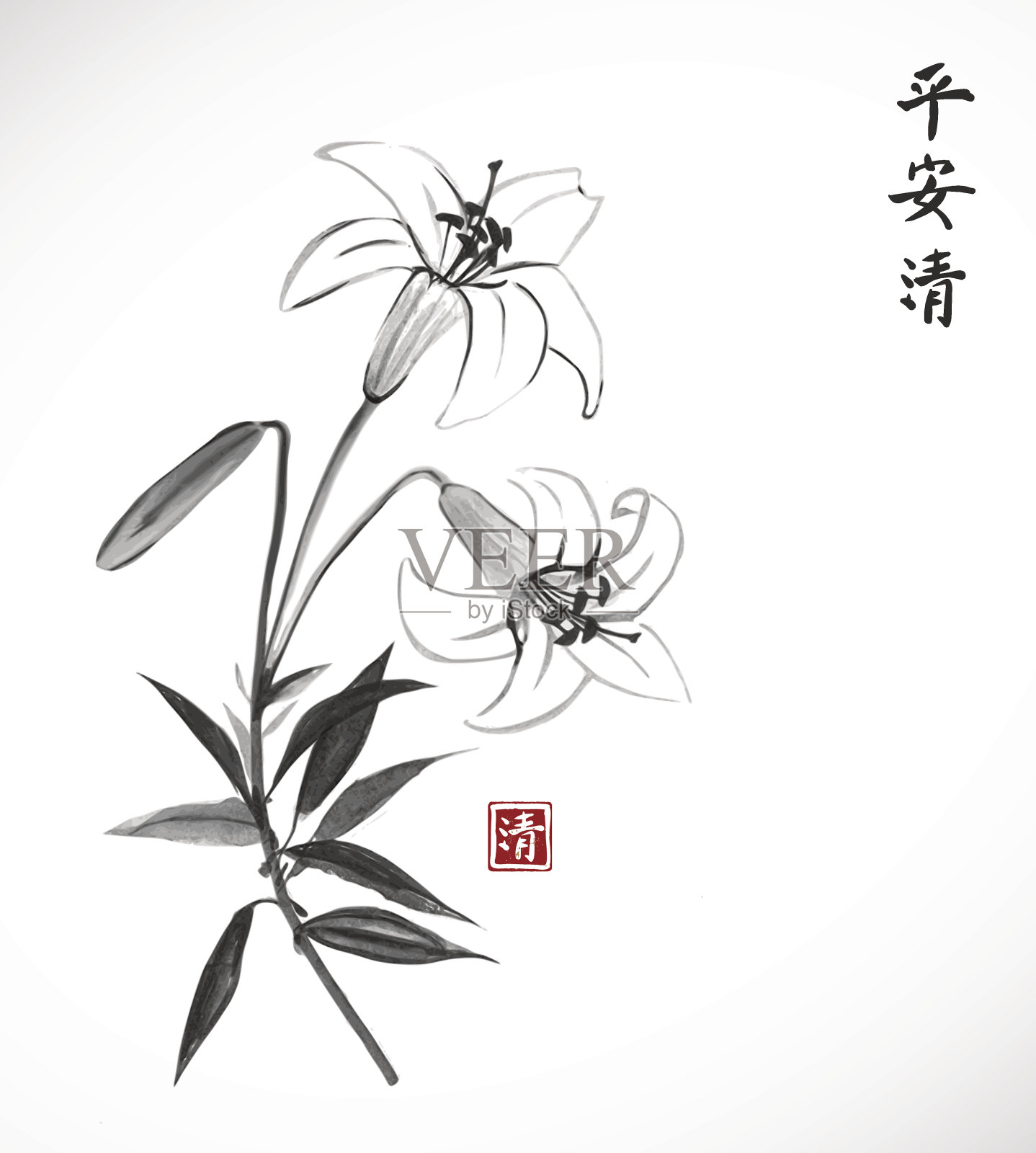 百合花在白色背景上插画图片素材