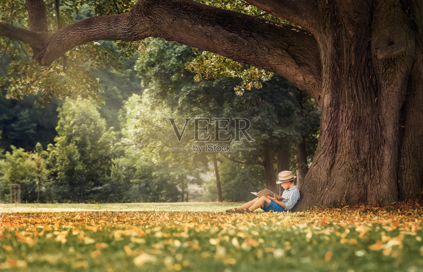 小男孩在一棵菩提树下看书照片摄影图片