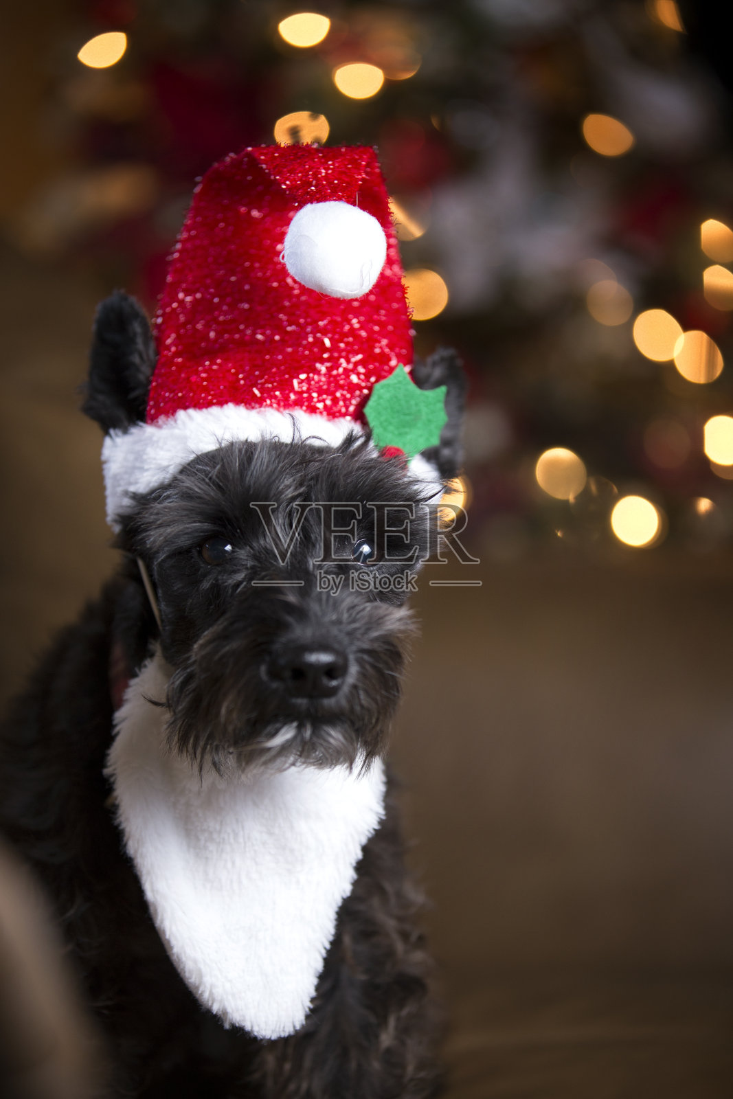 圣诞雪纳瑞小狗与精灵服装照片摄影图片