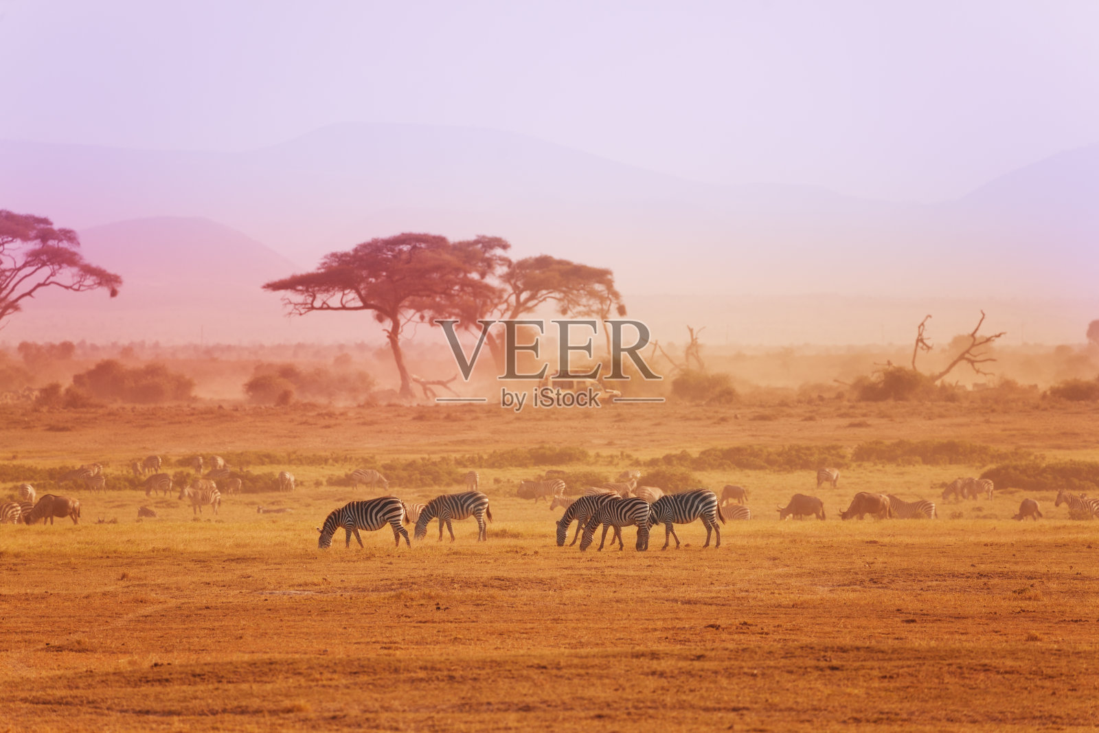 草原上的非洲斑马，肯尼亚国家公园照片摄影图片