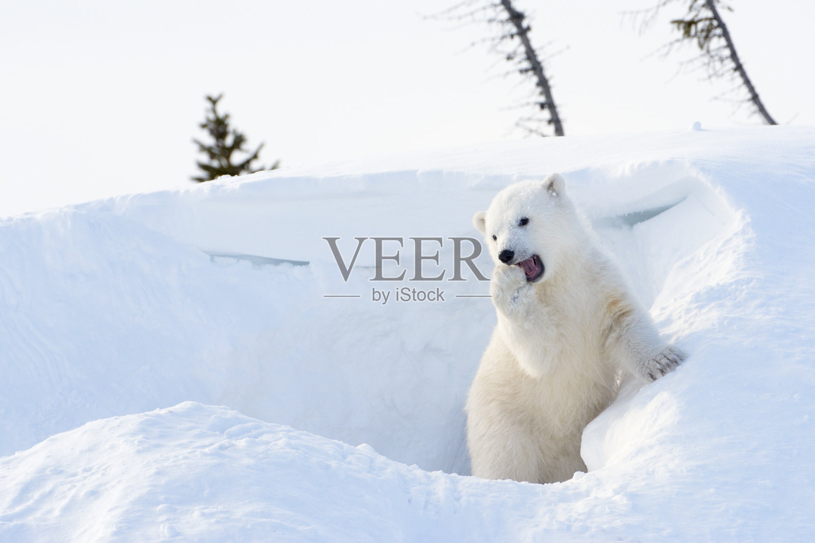 北极熊幼崽照片摄影图片