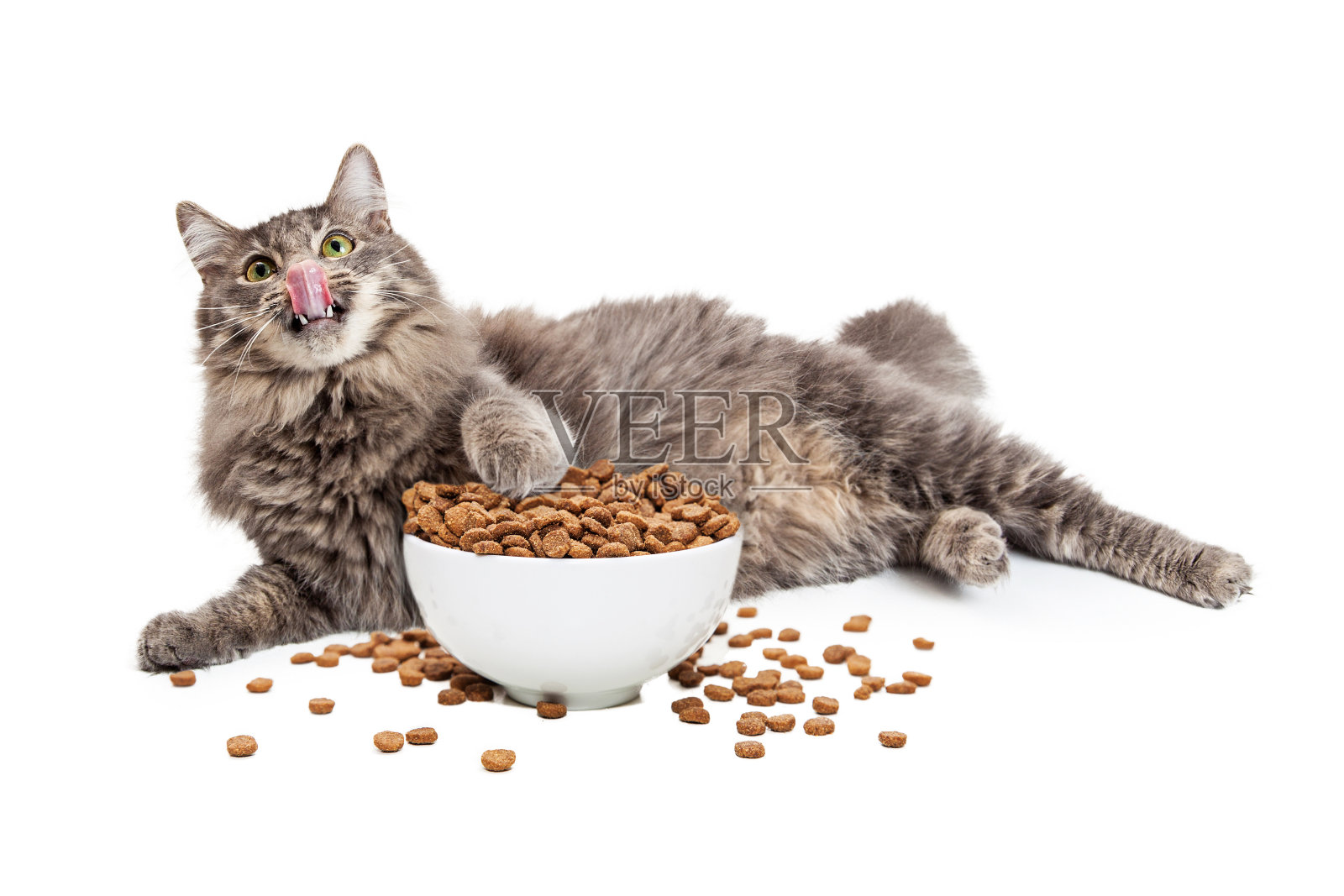 懒惰的猫吃大碗的食物照片摄影图片