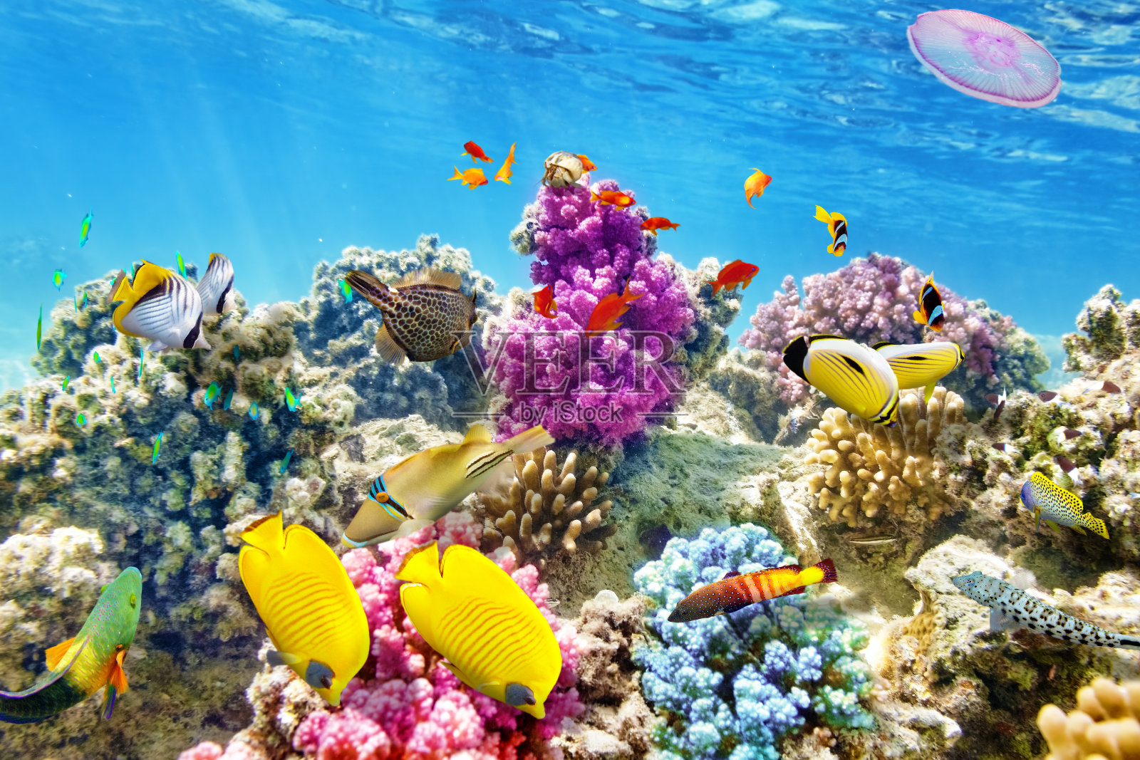 有珊瑚和热带鱼的水下世界。照片摄影图片