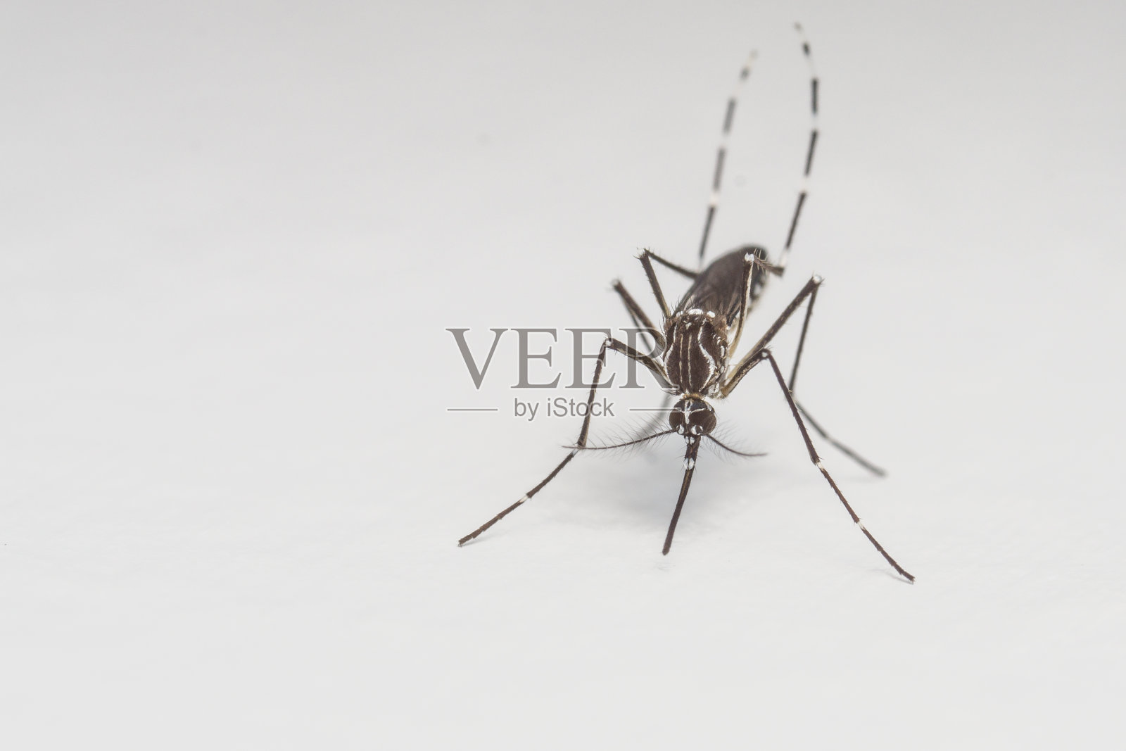 蚊子特写或微距照片摄影图片