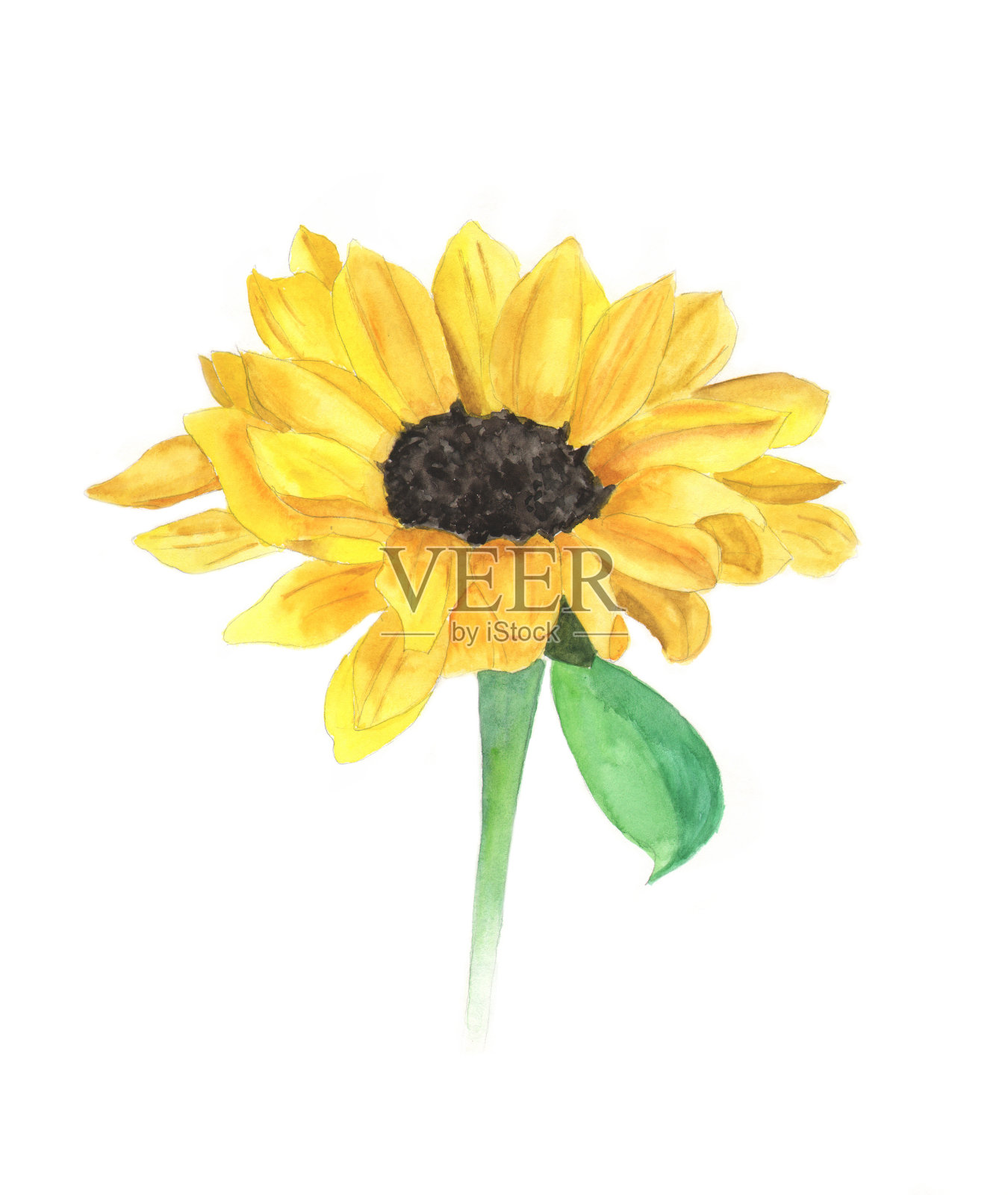 白色背景上的亮黄色向日葵插画图片素材