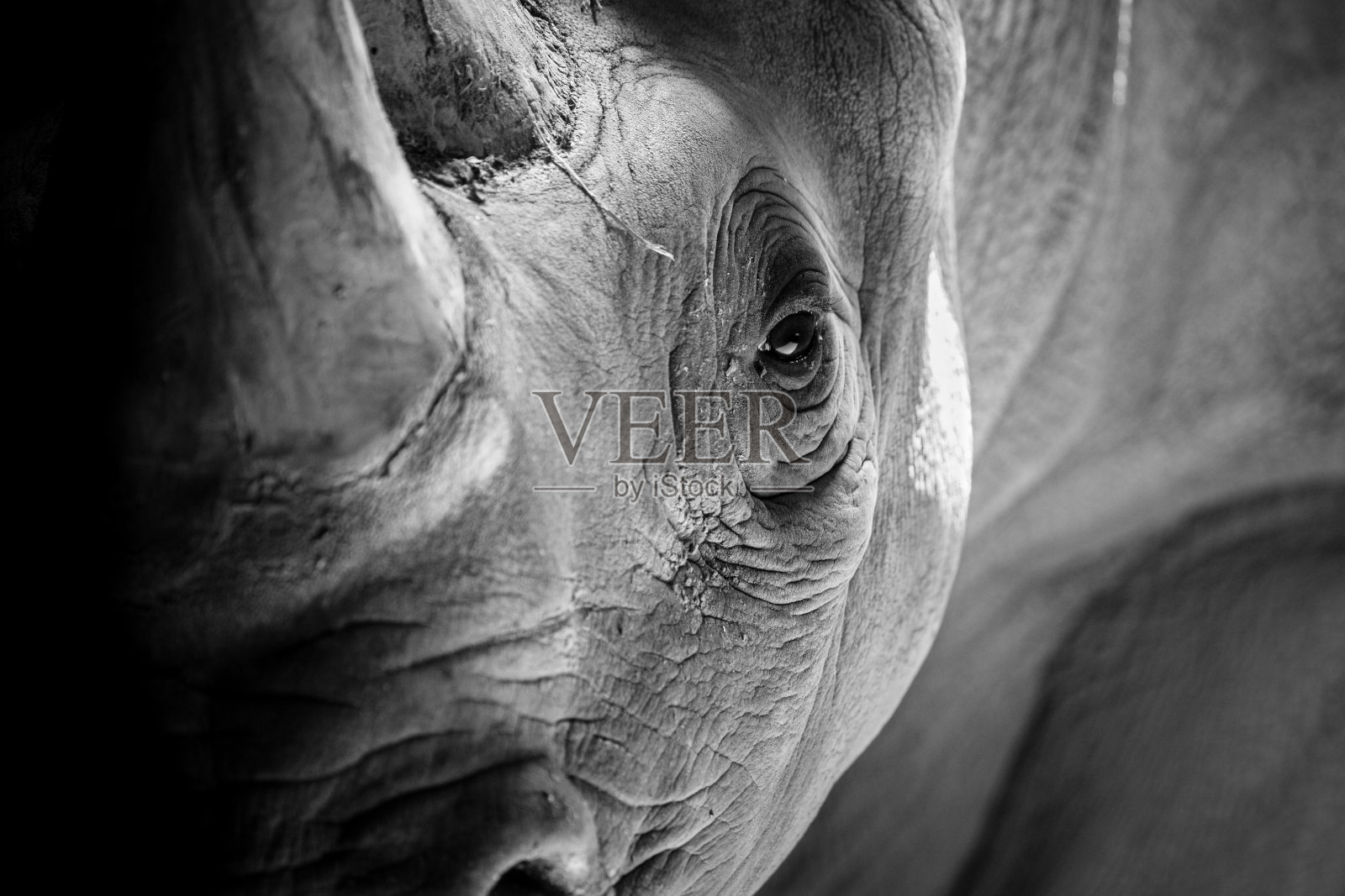犀牛的肖像照片摄影图片