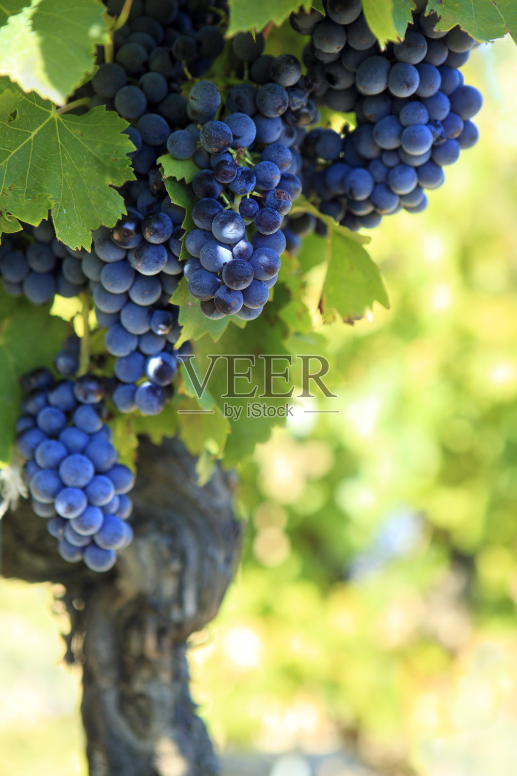 生长在葡萄园中的红葡萄酒葡萄。照片摄影图片