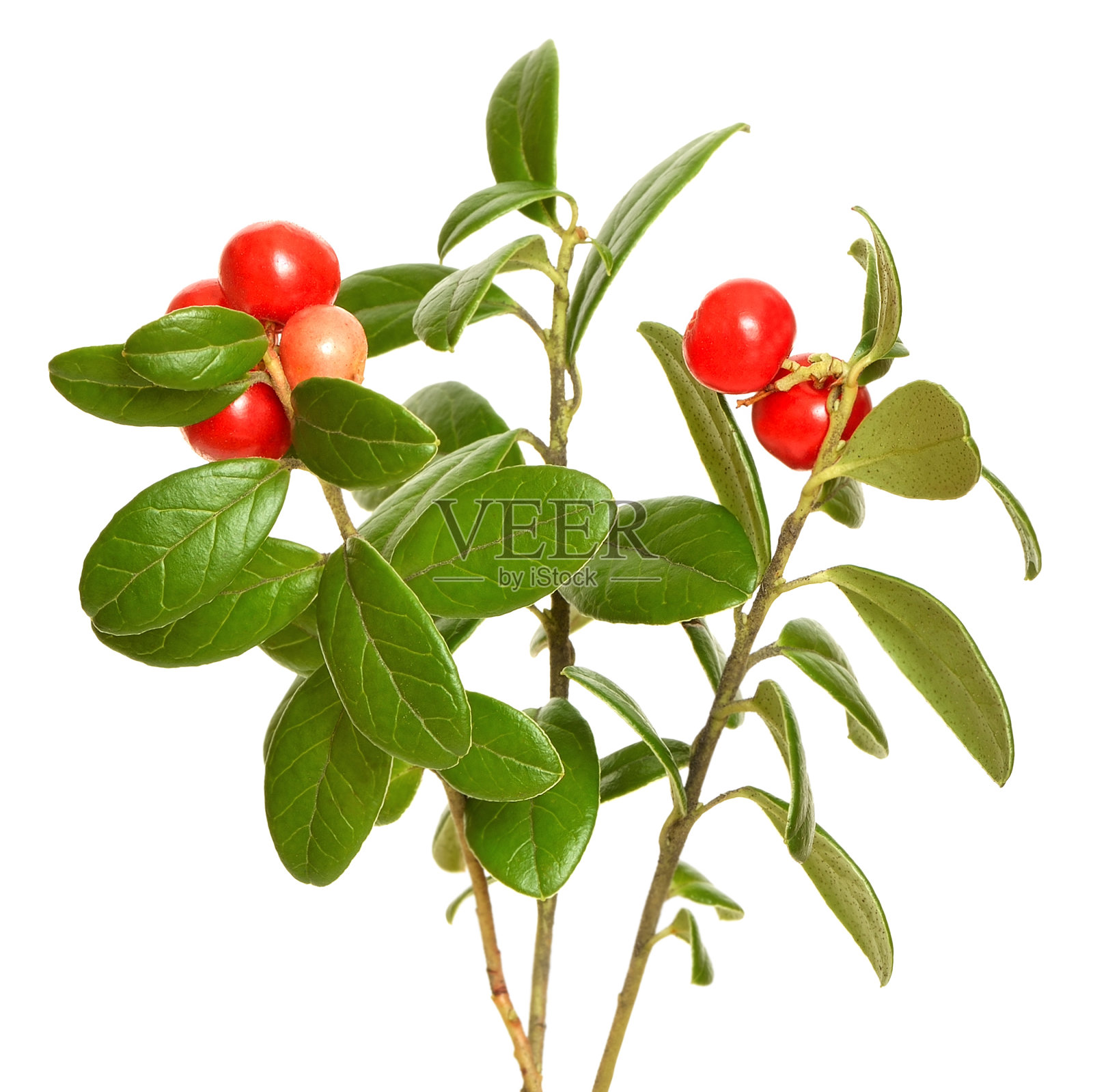 白色背景上的越橘(越橘vitis ideaea)植物照片摄影图片