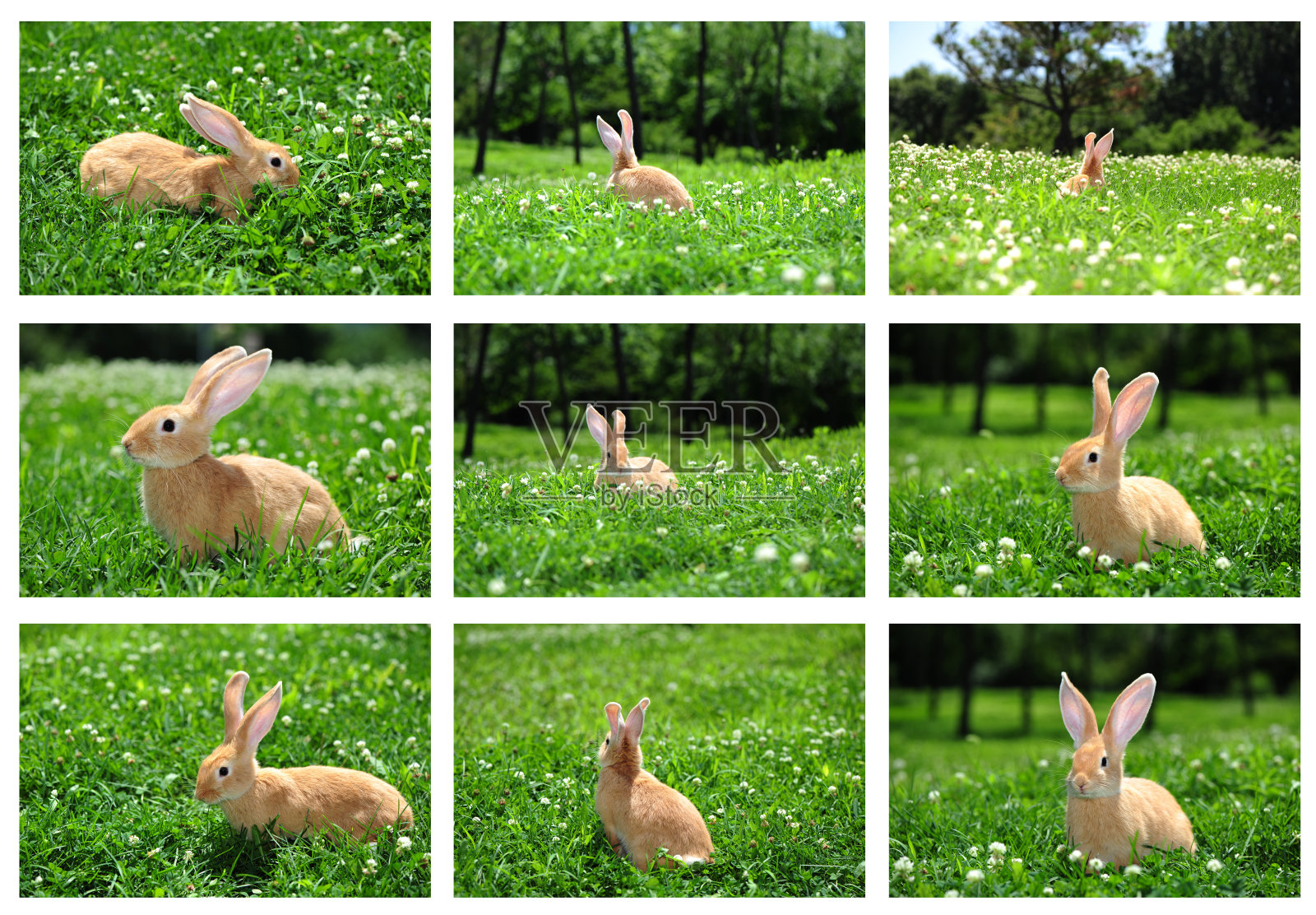 小兔子户外照片摄影图片