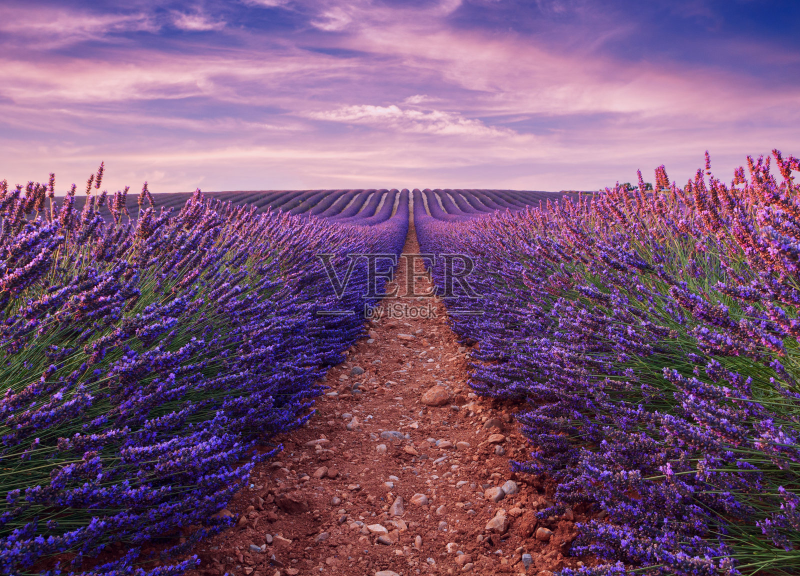 美丽的颜色，瓦朗索勒附近的紫色薰衣草田照片摄影图片