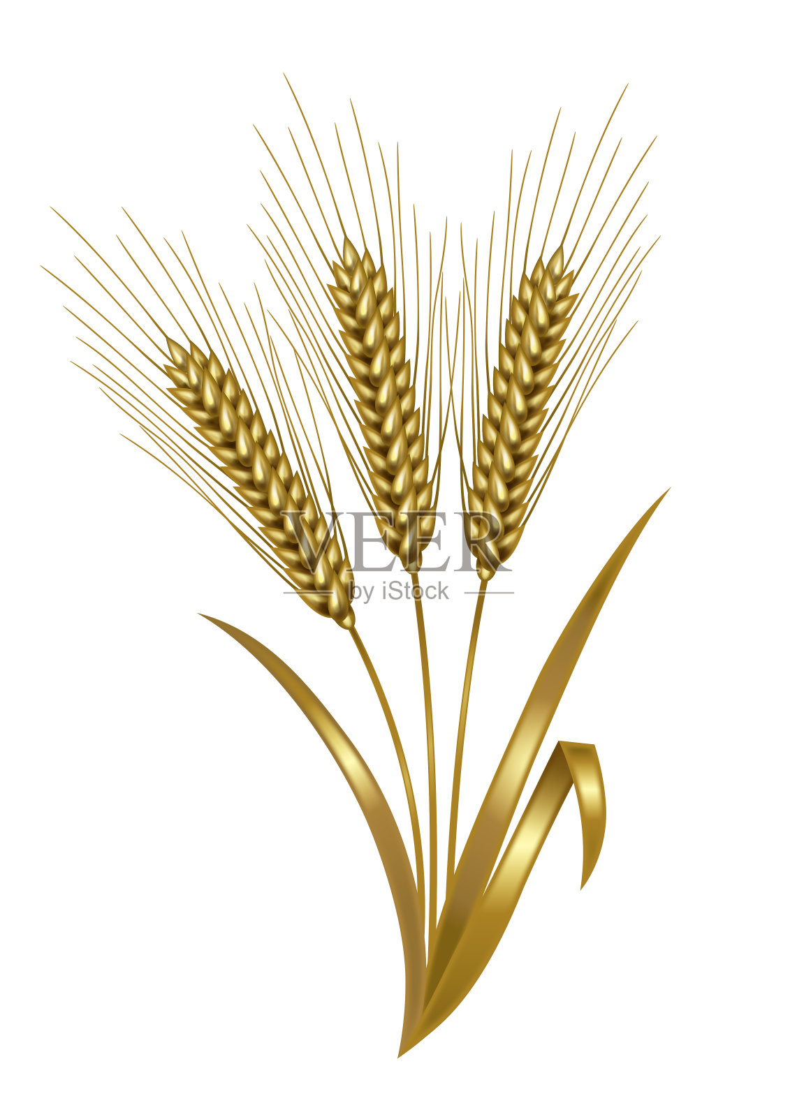 插图的小麦。插画图片素材