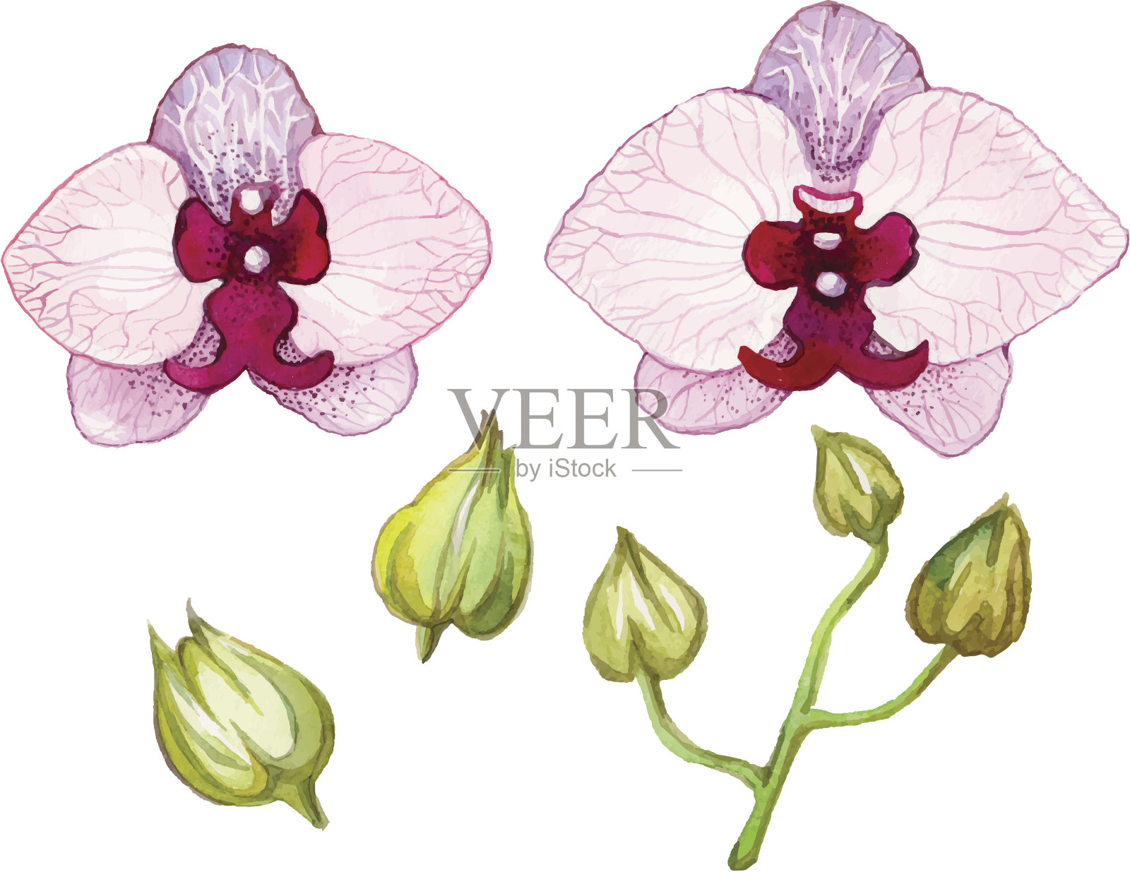 水彩兰花。插画图片素材