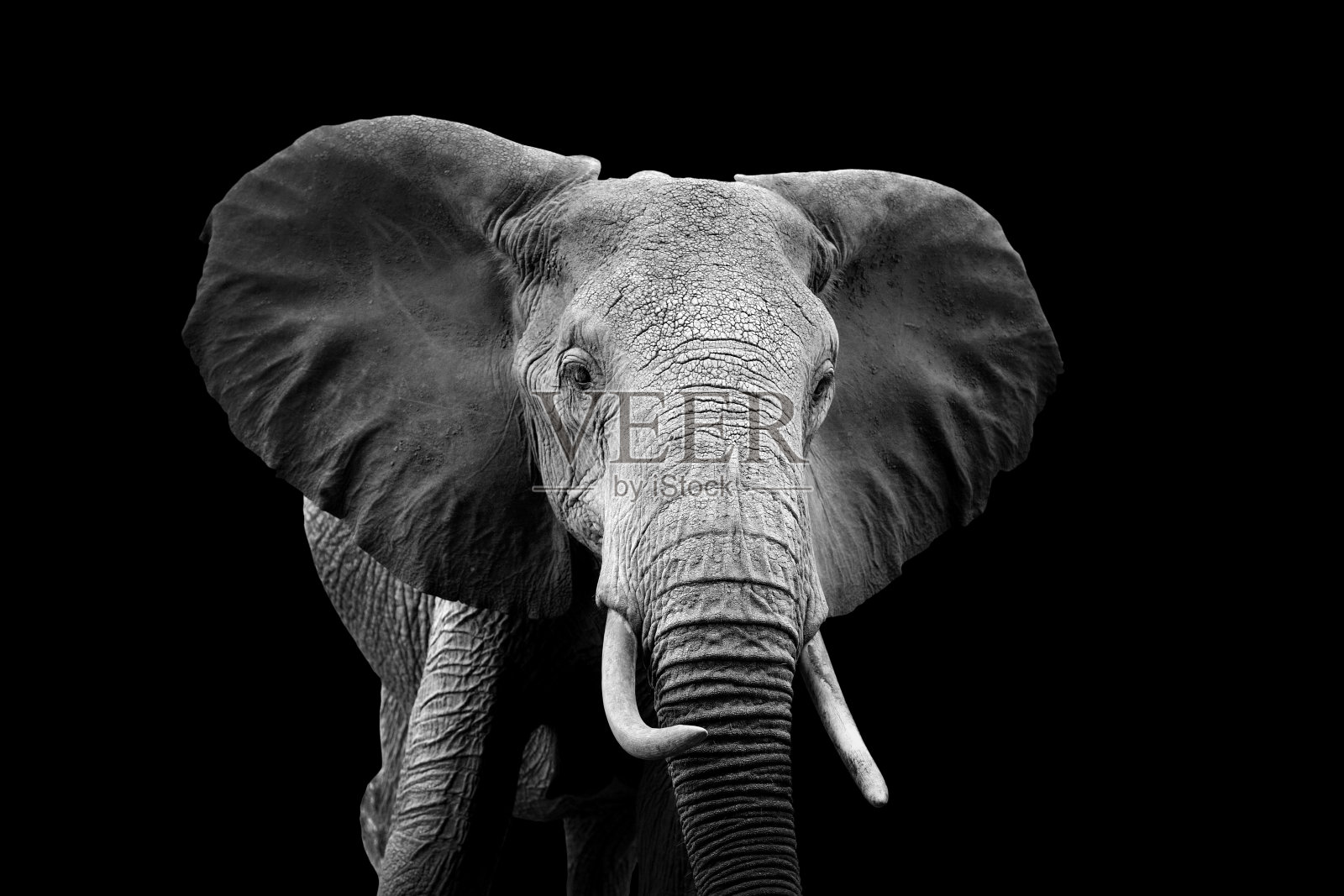 黑暗背景下的大象照片摄影图片