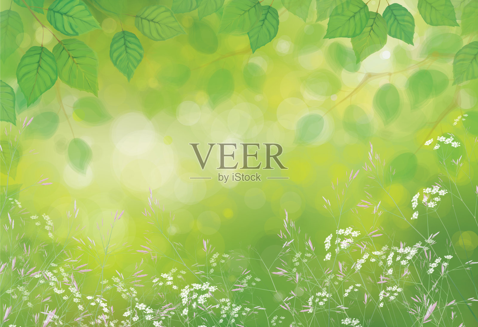 绿色桦树的叶子和花在阳光的背景。插画图片素材