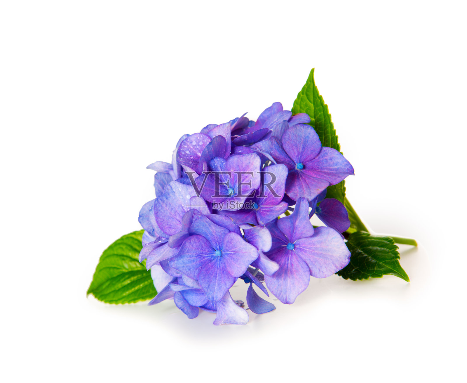 蓝色的绣球花。照片摄影图片