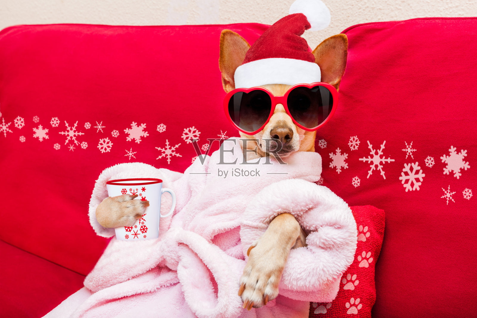 狗温泉健康圣诞假期照片摄影图片