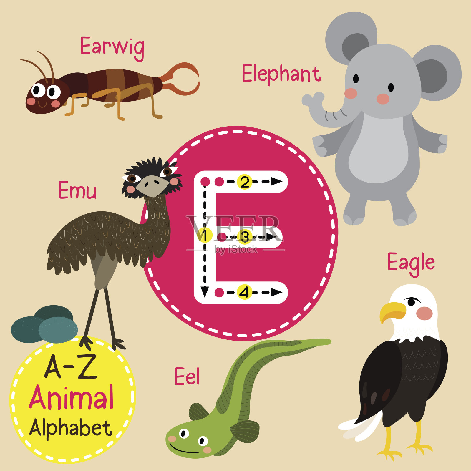 字母E跟踪。鹰。偷听。鳗鱼。大象。鸸鹋。插画图片素材