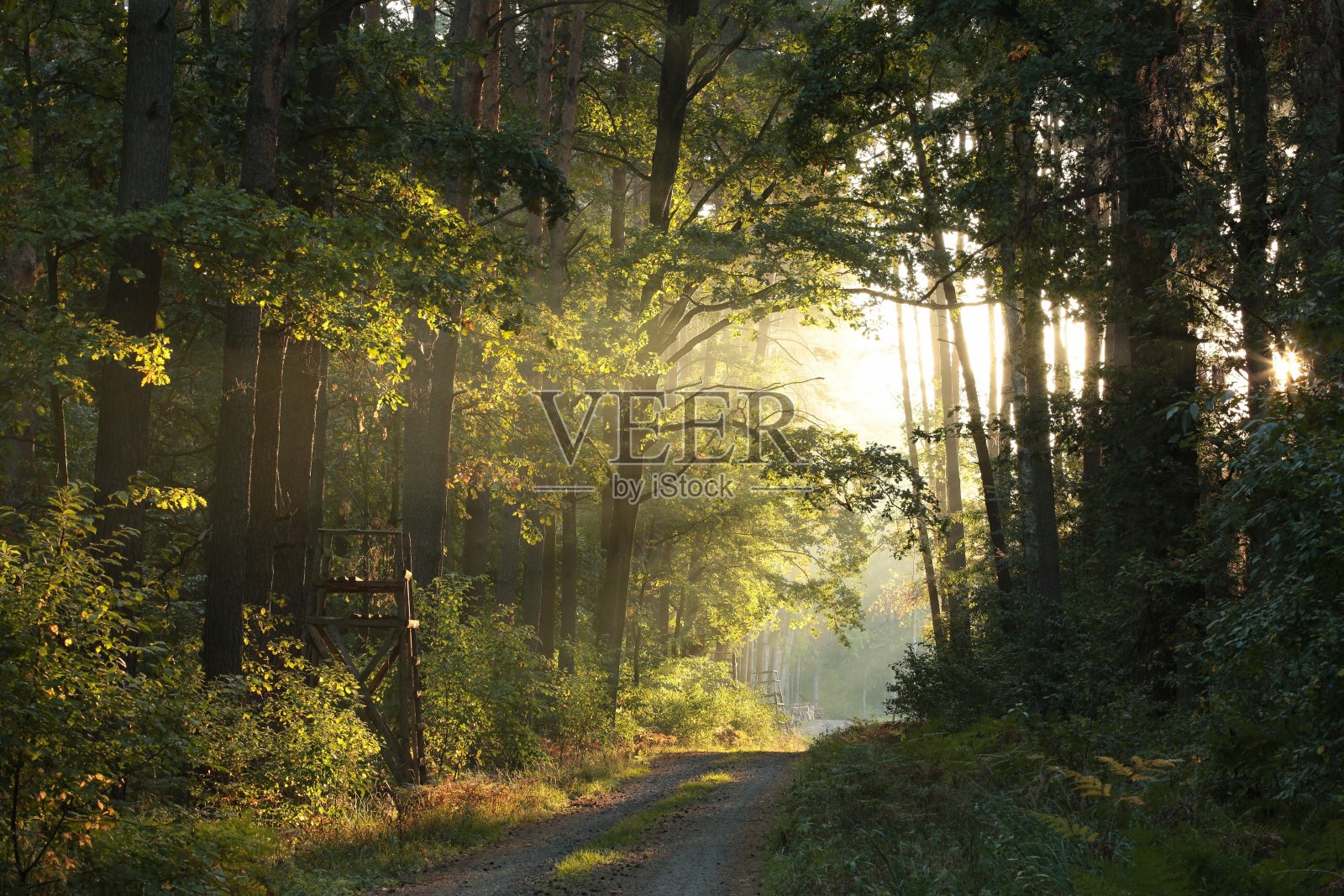 日出时分的秋天森林照片摄影图片