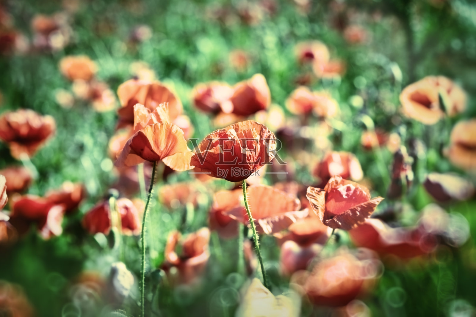 红色罂粟花照片摄影图片