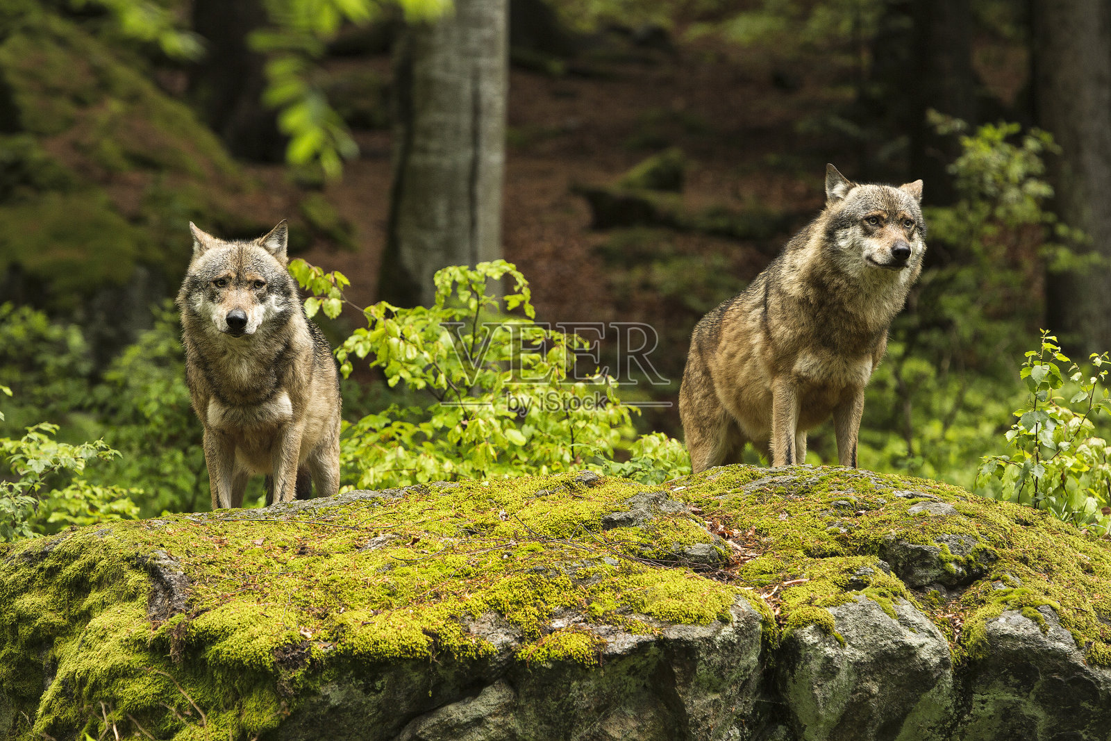 欧洲狼，欧洲狼，狼犬，狼照片摄影图片