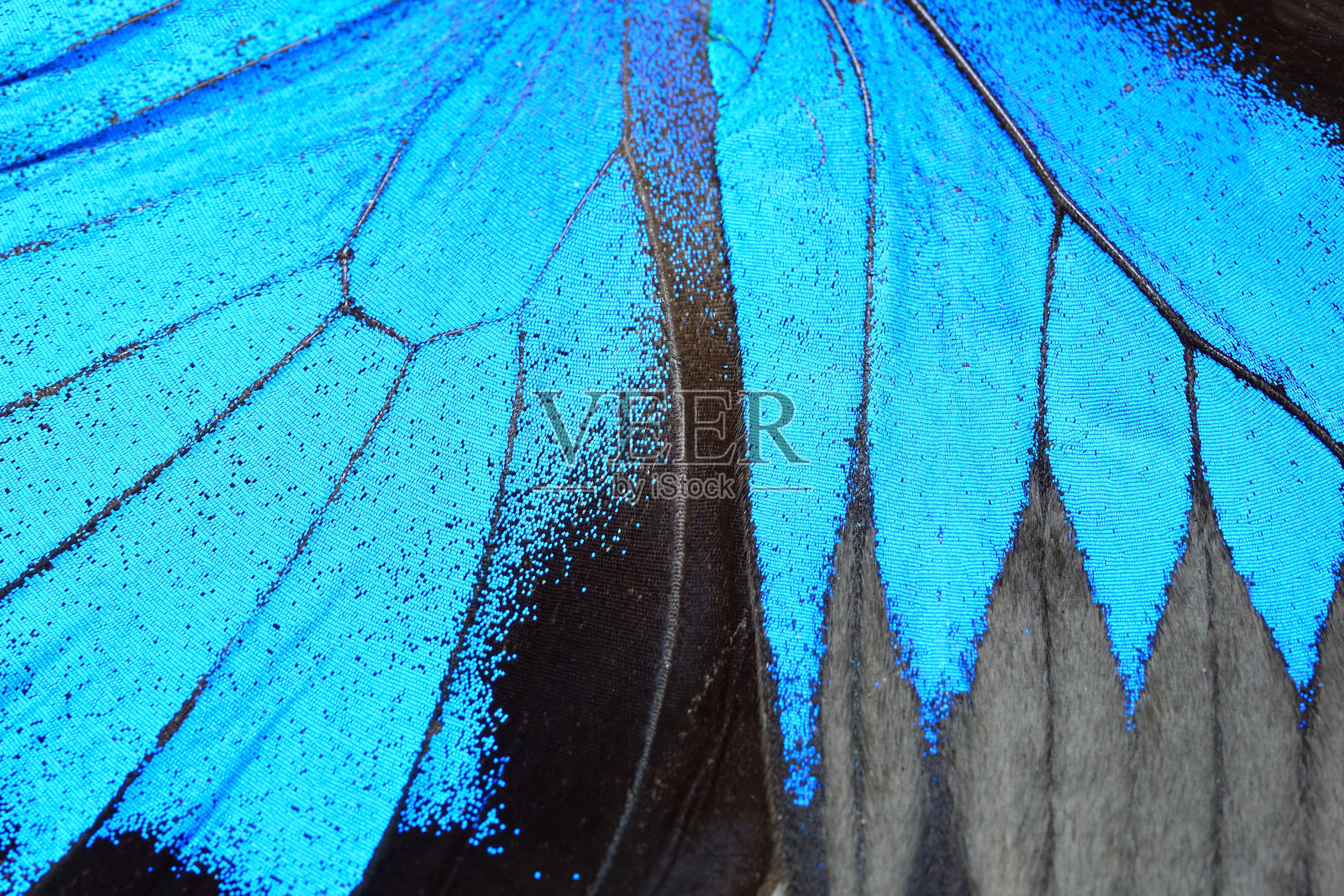 蓝蝴蝶翅膀照片摄影图片