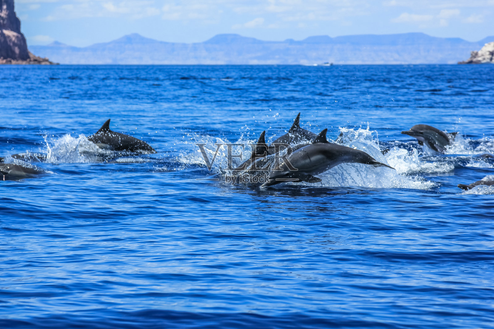 海豚跳墨西哥照片摄影图片