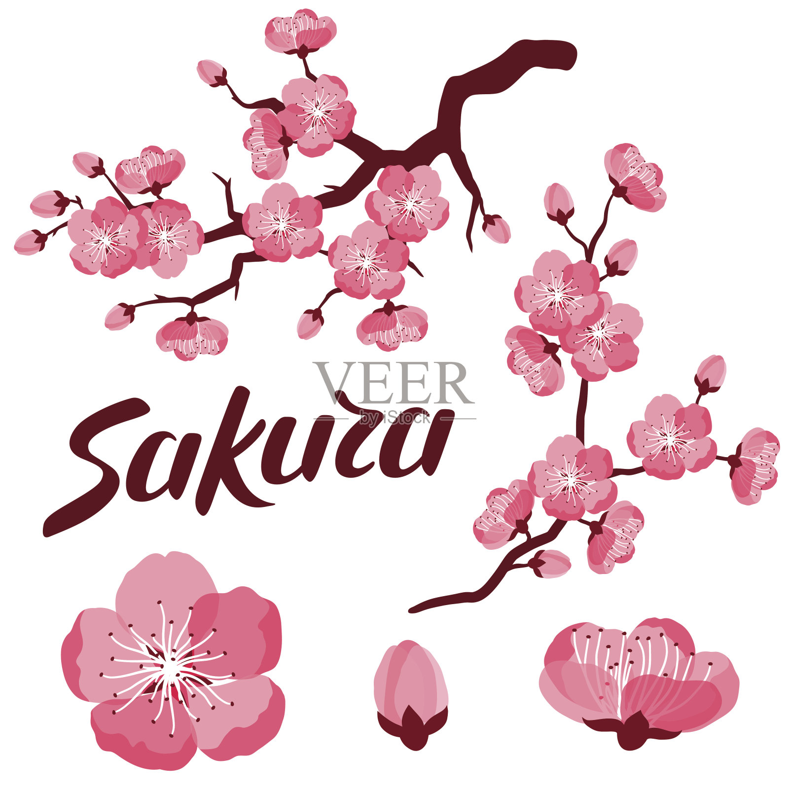 日本樱花套枝和程式化的花。对象插画图片素材