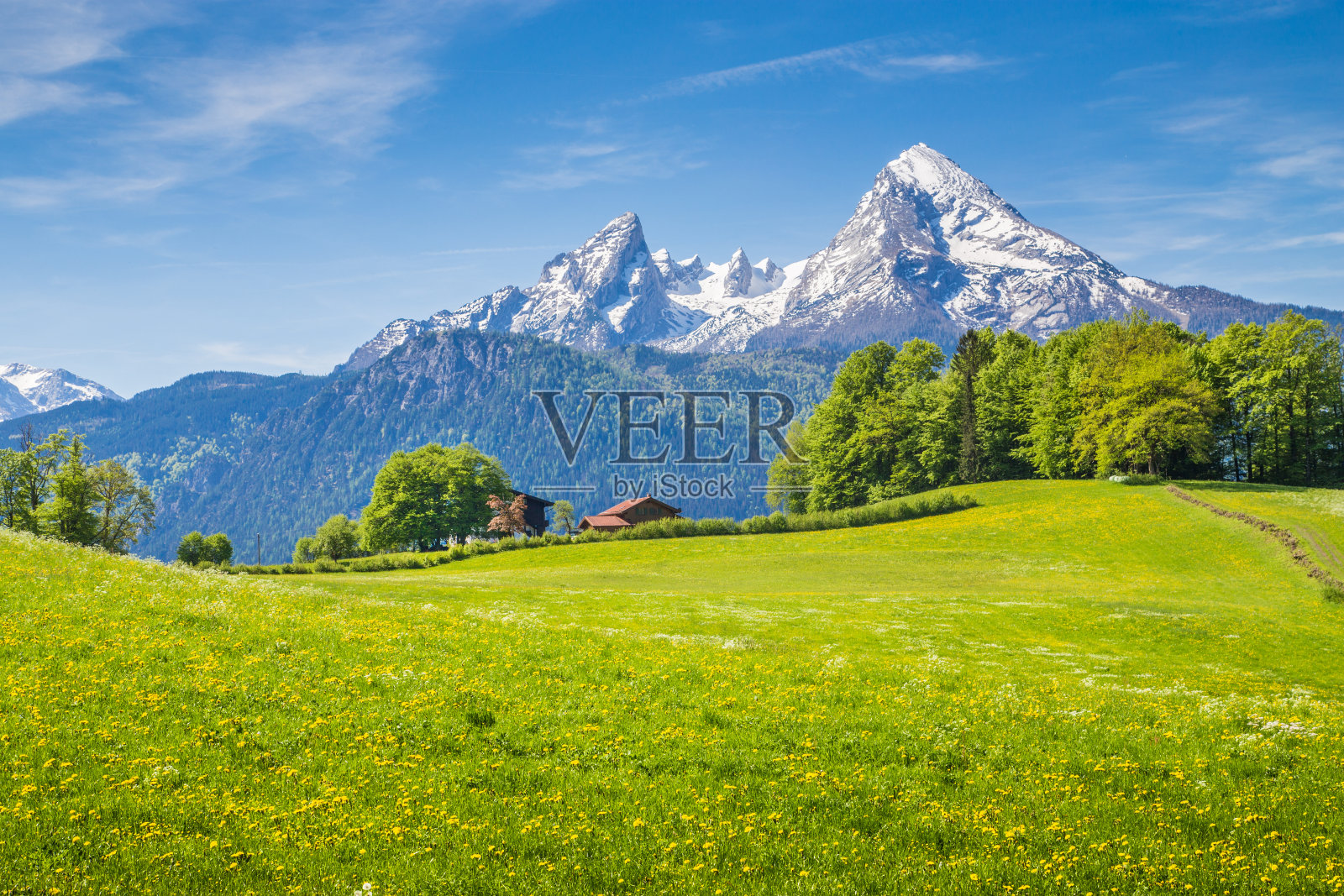 阿尔卑斯山的田园风光，绿草如茵，鲜花盛开照片摄影图片