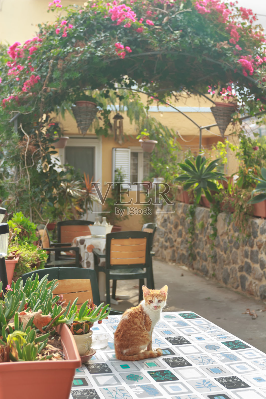 红色小猫在希腊传统庭院与花园开花植物照片摄影图片