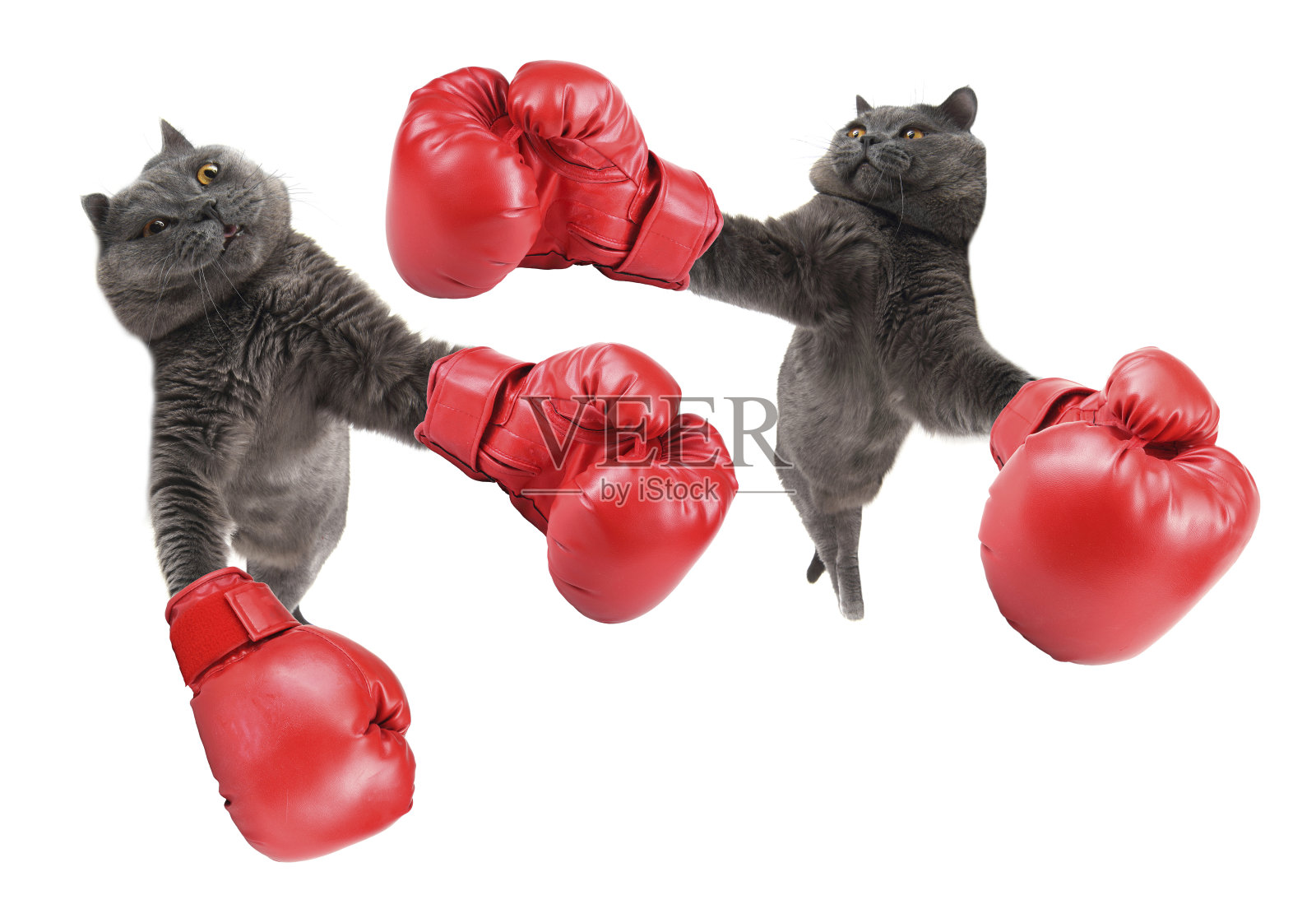 有趣的拳击猫照片摄影图片