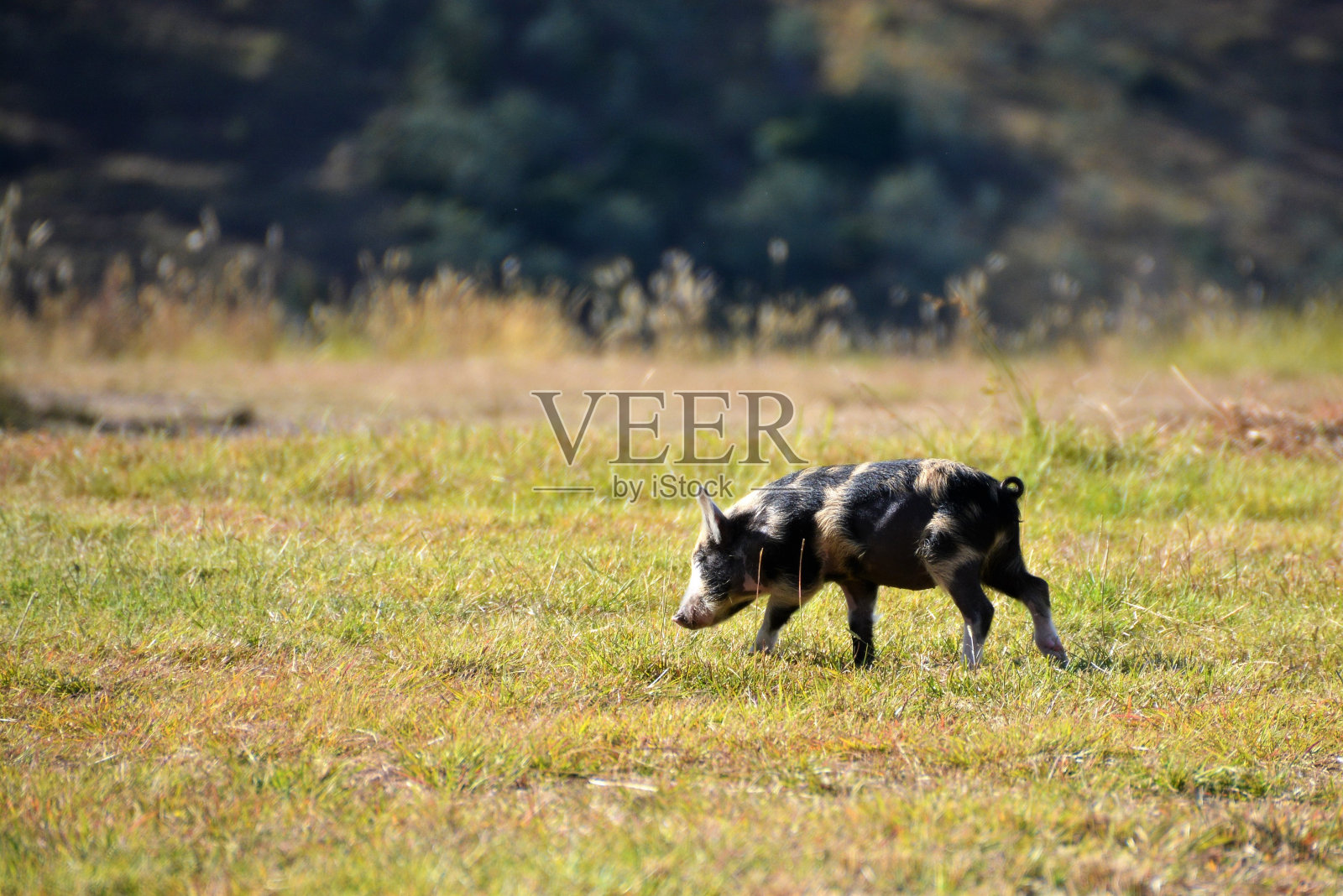 猪在散步，闻草照片摄影图片