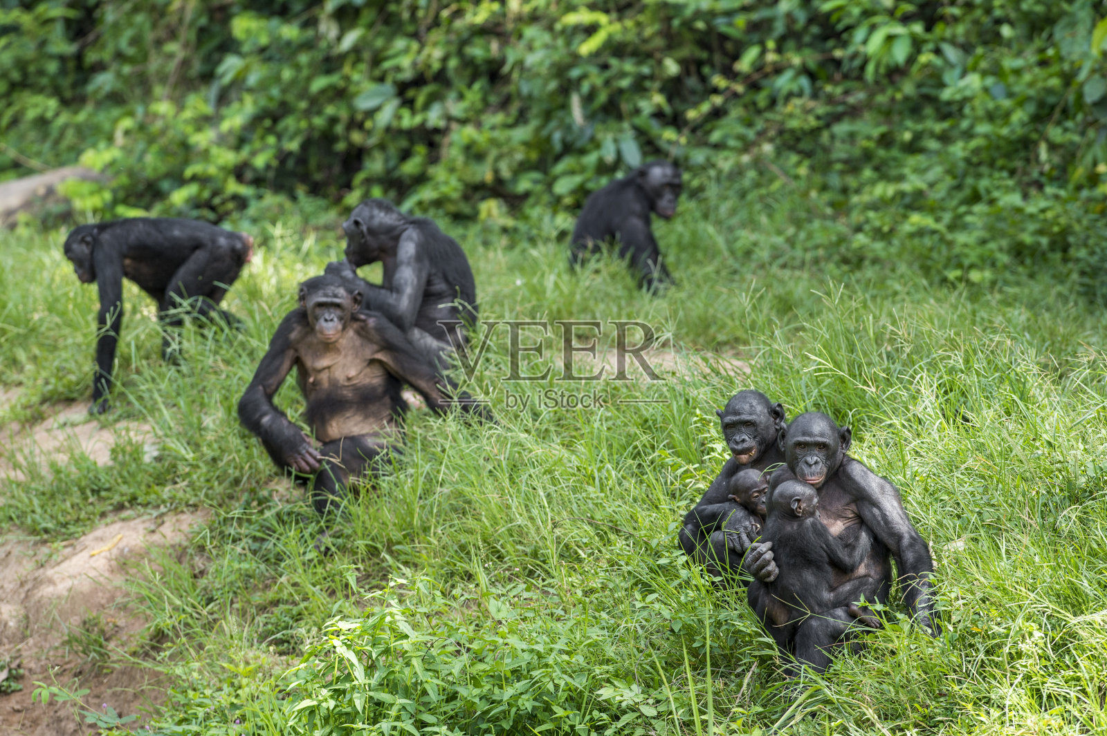 倭黑猩猩一家坐在草地上。照片摄影图片