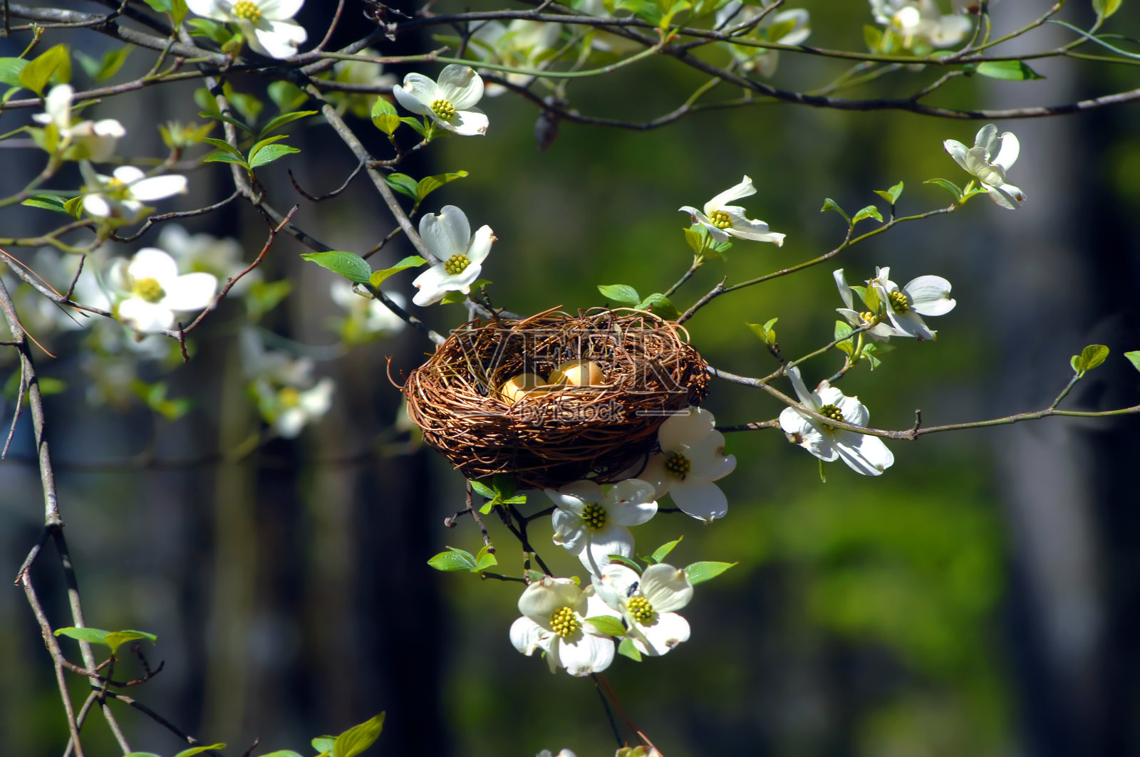 山茱萸的鸟巢照片摄影图片