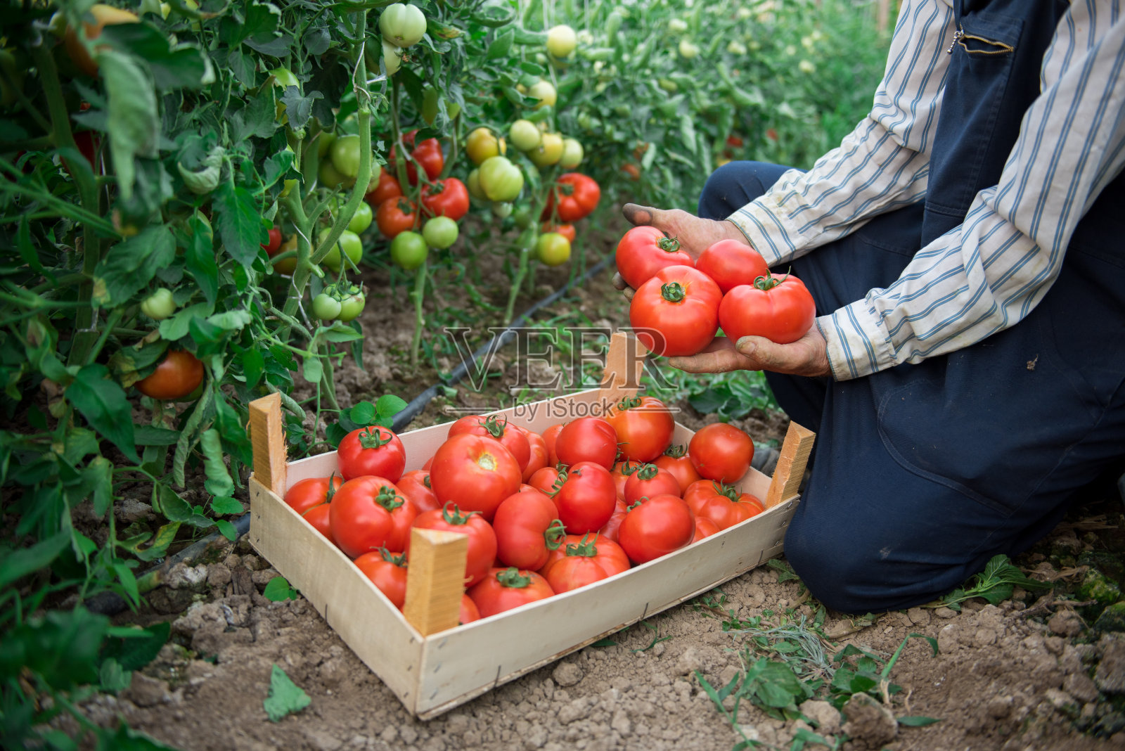 农夫在花园里摘西红柿照片摄影图片