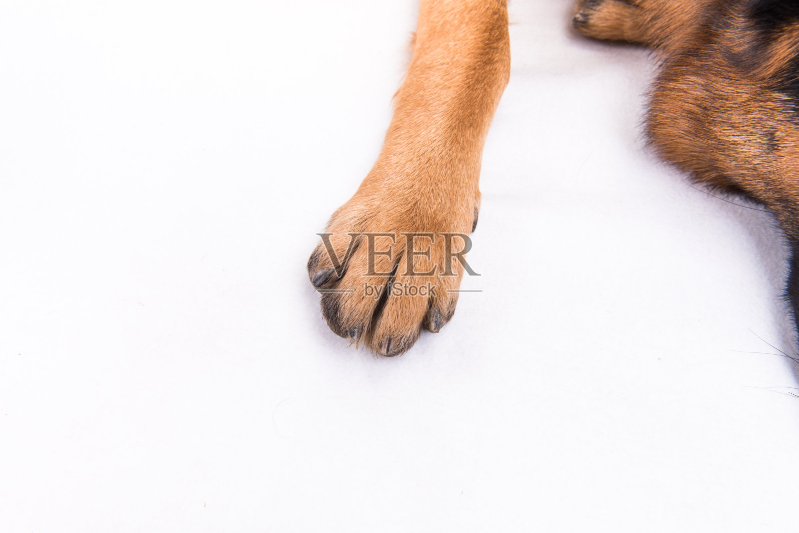 德国牧羊犬的爪子。照片摄影图片
