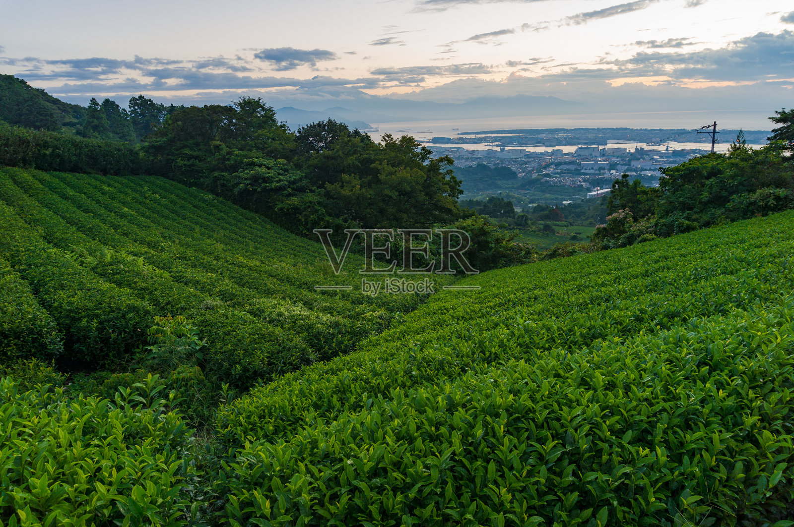 美丽的绿茶种植园在日出照片摄影图片
