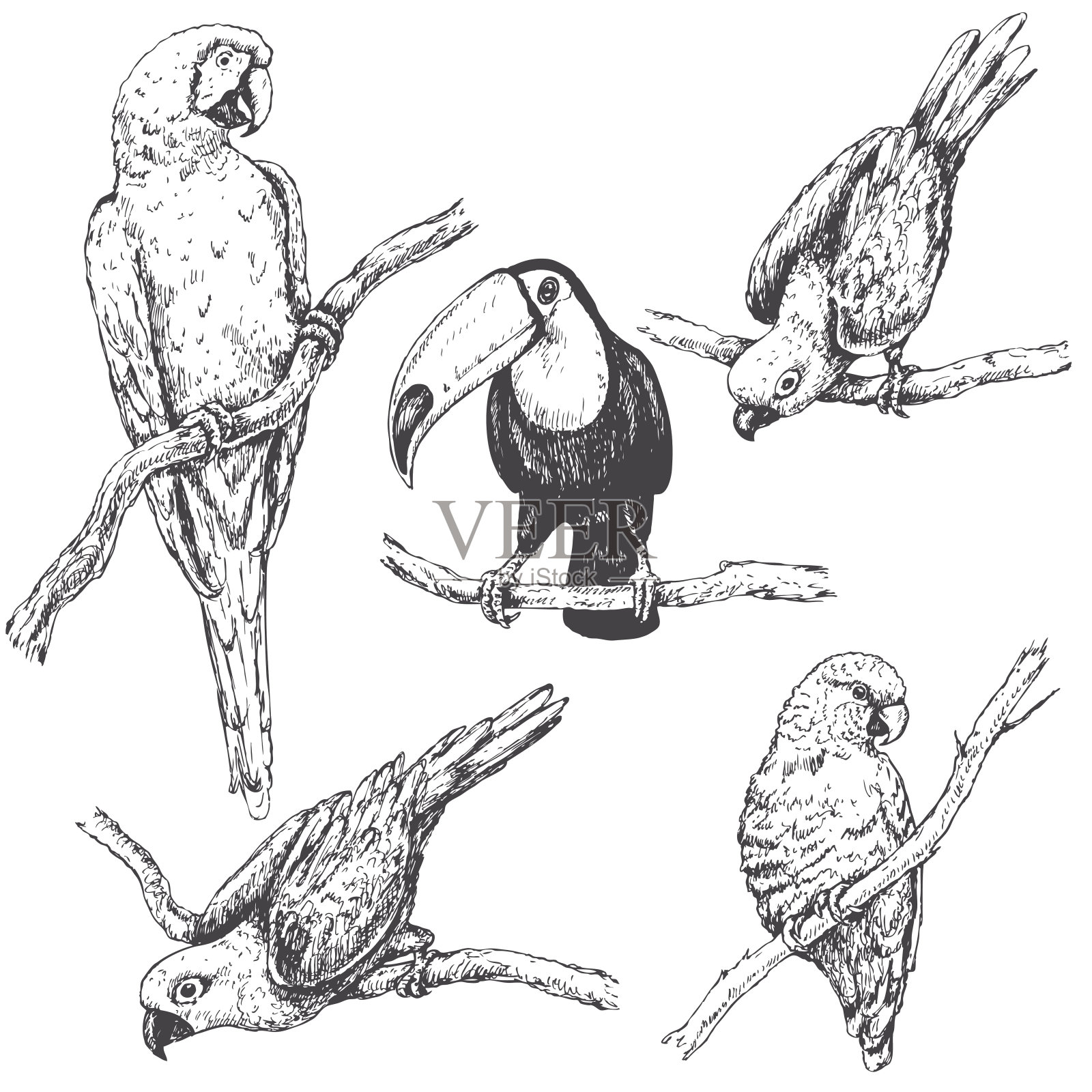 鹦鹉和巨嘴鸟素描设计元素图片
