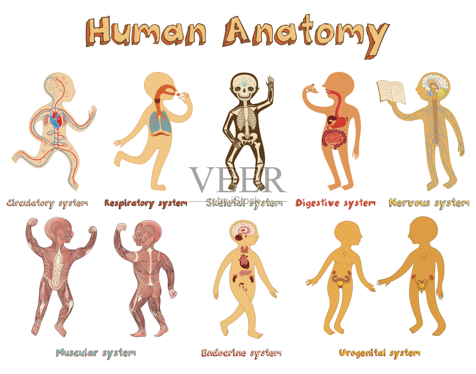 人体解剖学插图，儿童器官系统。插画图片素材