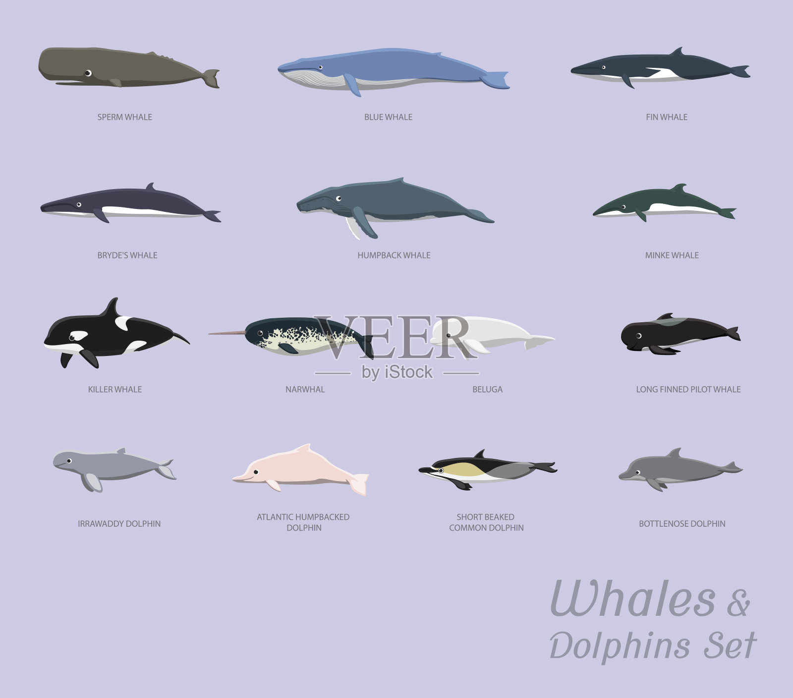 鲸鱼和海豚设置卡通矢量插图设计元素图片