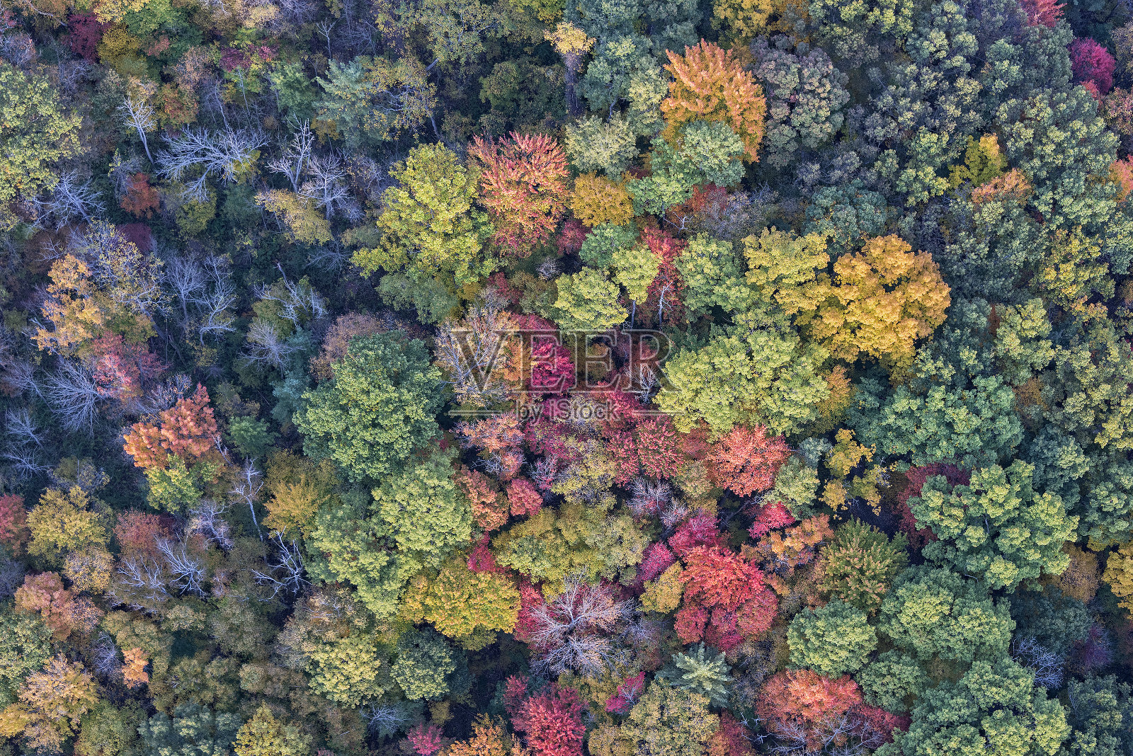 秋天的树照片摄影图片