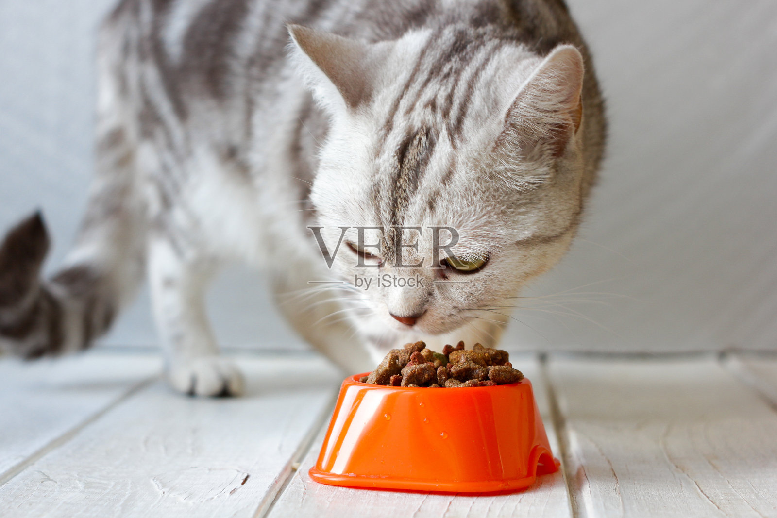 灰猫在吃橙色猫碗里的食物。照片摄影图片