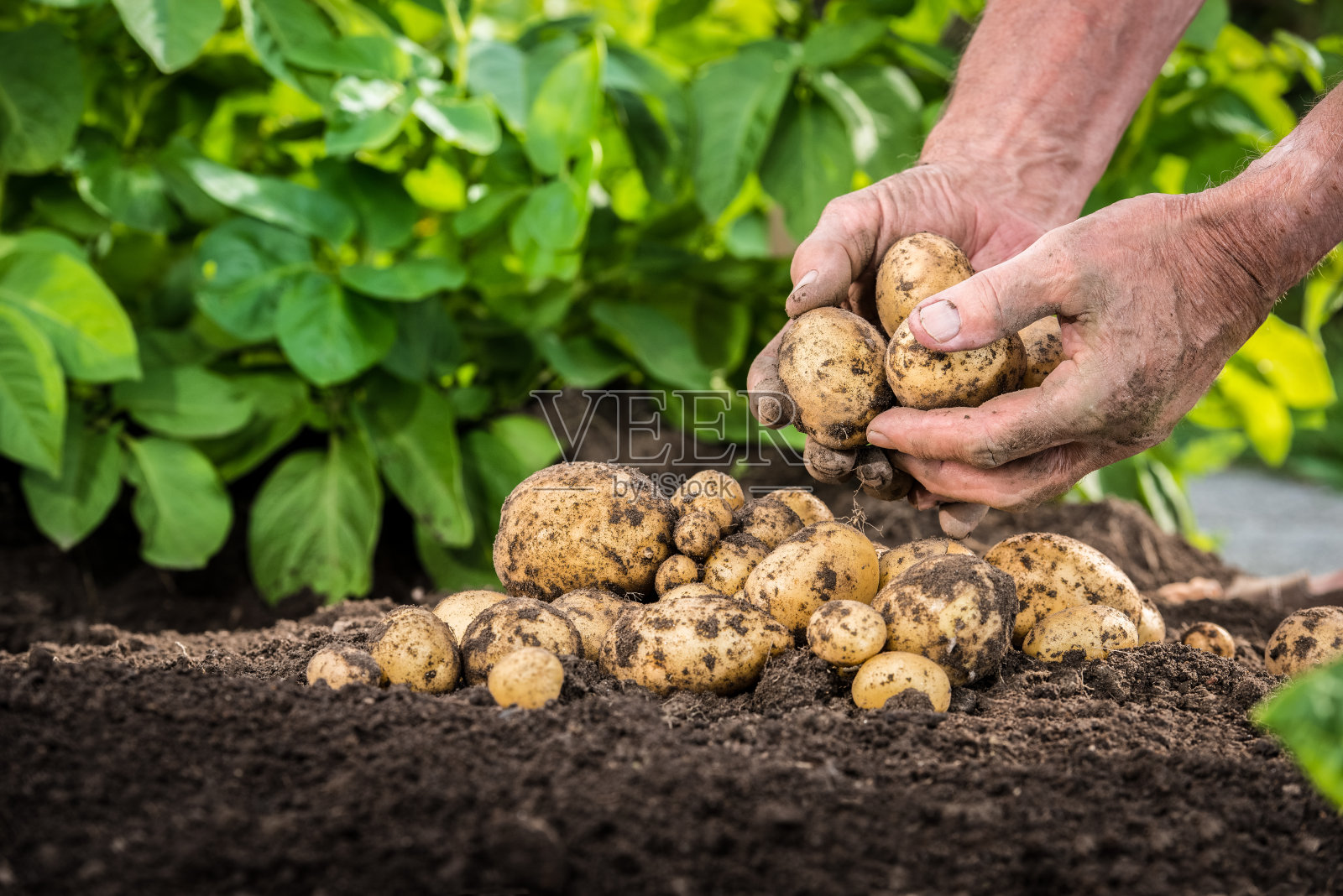 用手从土壤中收获新鲜的土豆照片摄影图片