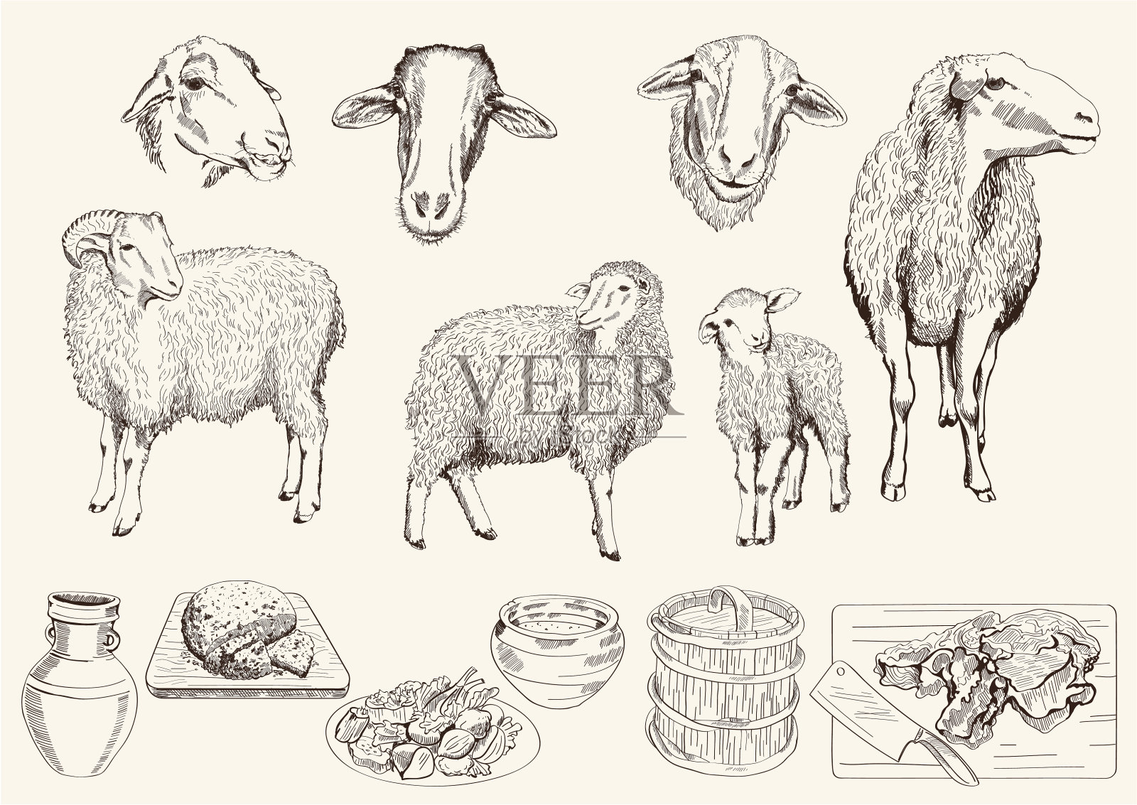 绵羊育种插画图片素材