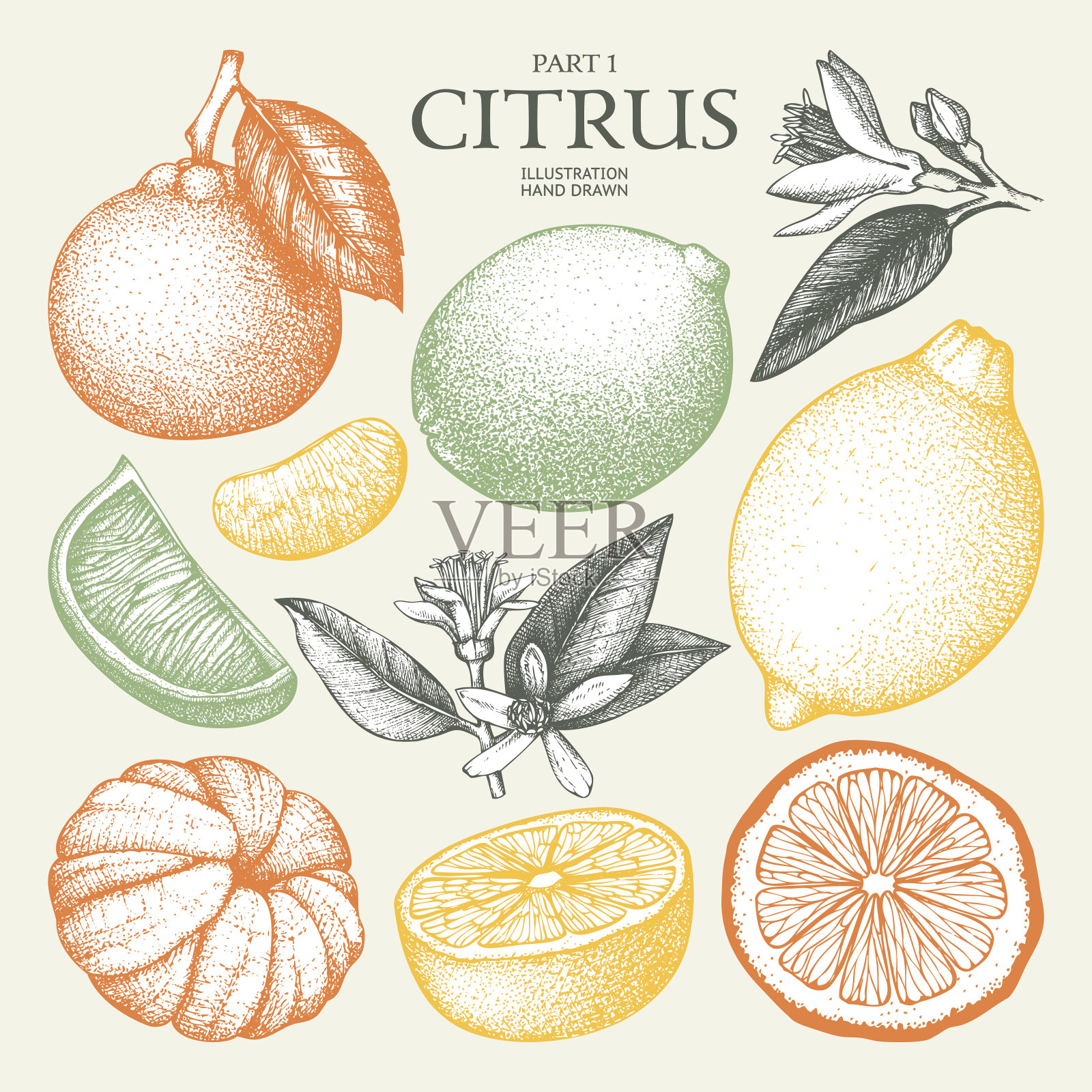 矢量插图的高度详细的柑橘水果素描插画图片素材