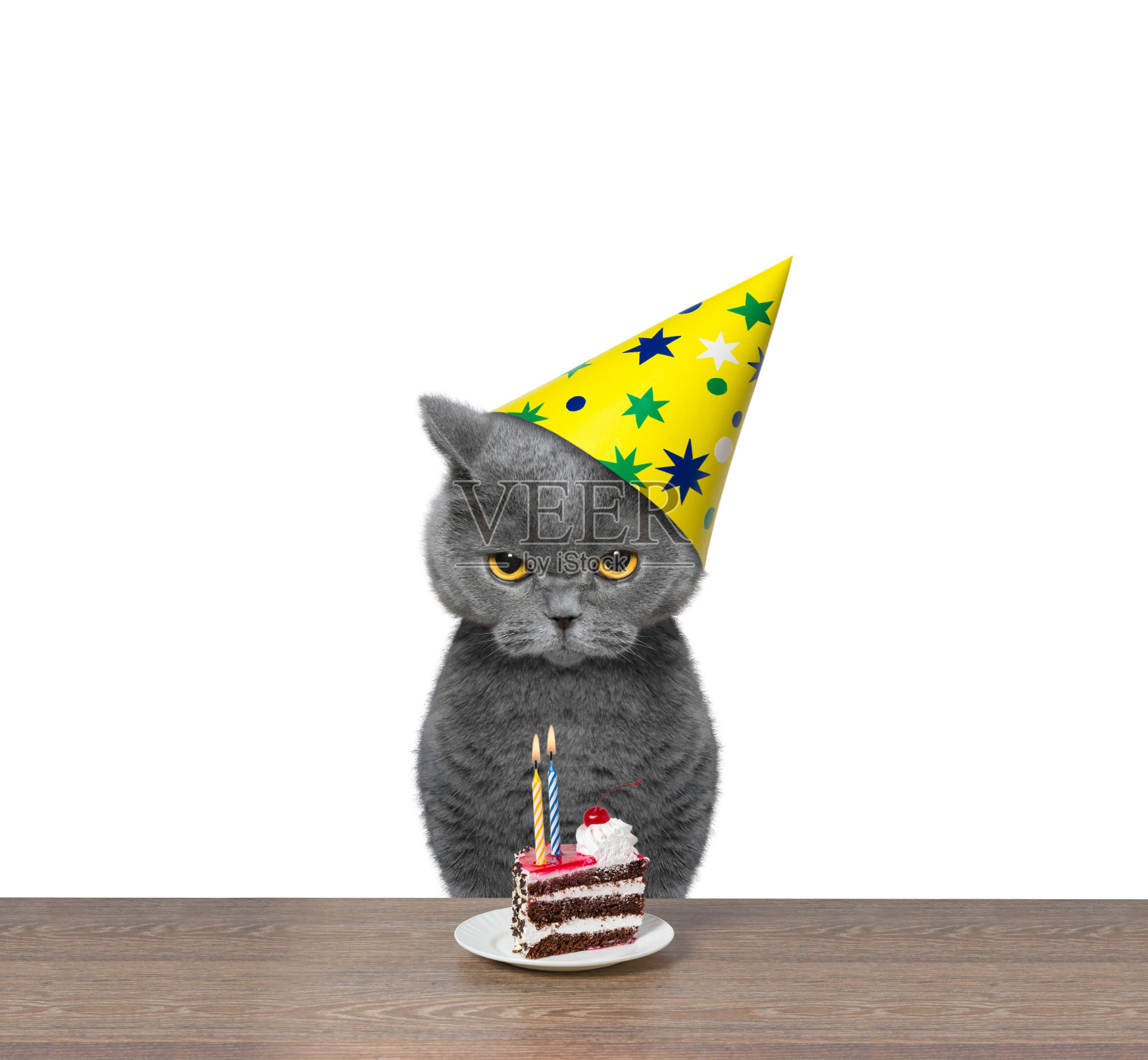 一只英国猫用一块蛋糕庆祝生日照片摄影图片