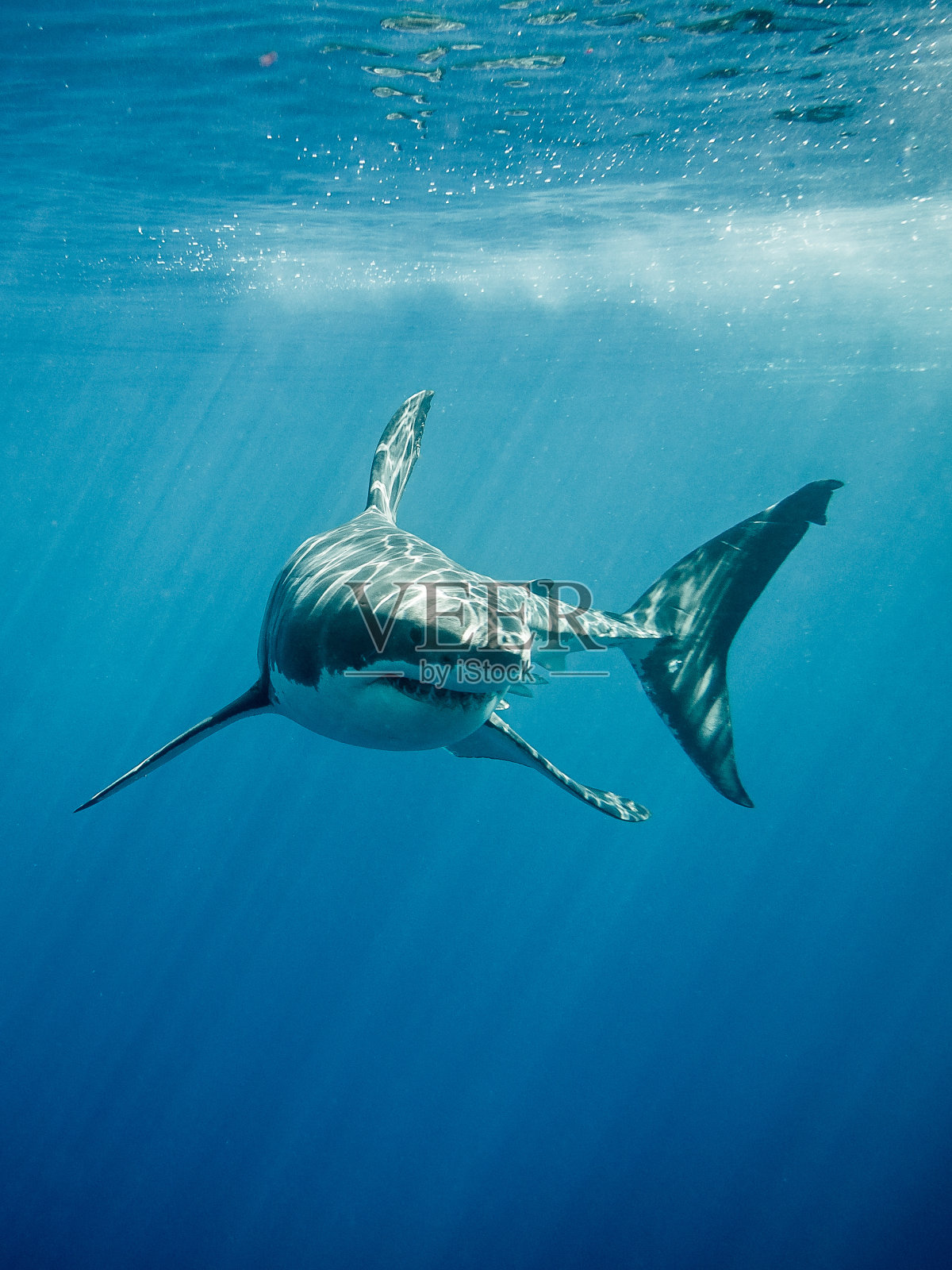大白鲨的鳍和牙齿照片摄影图片